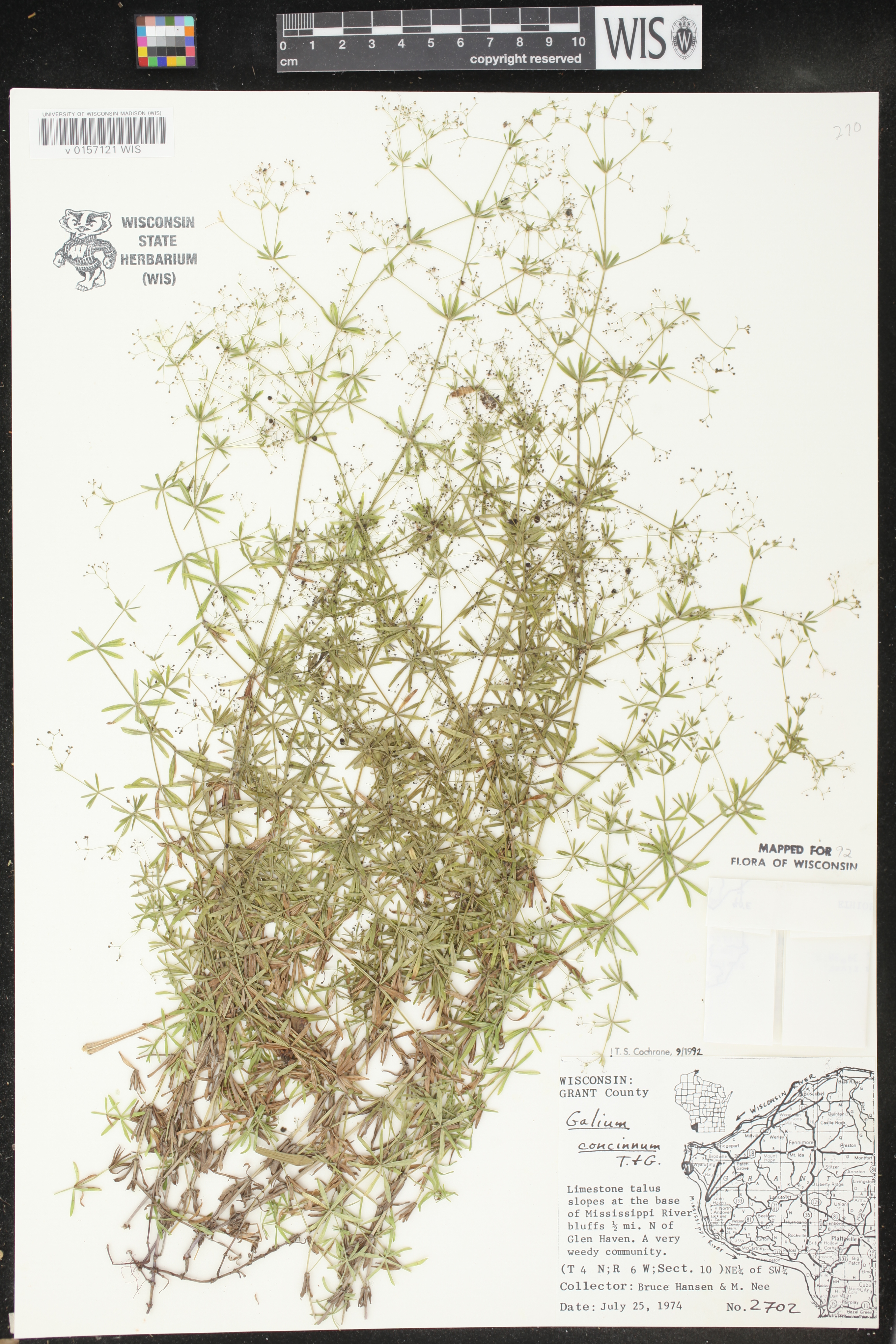 Galium concinnum image