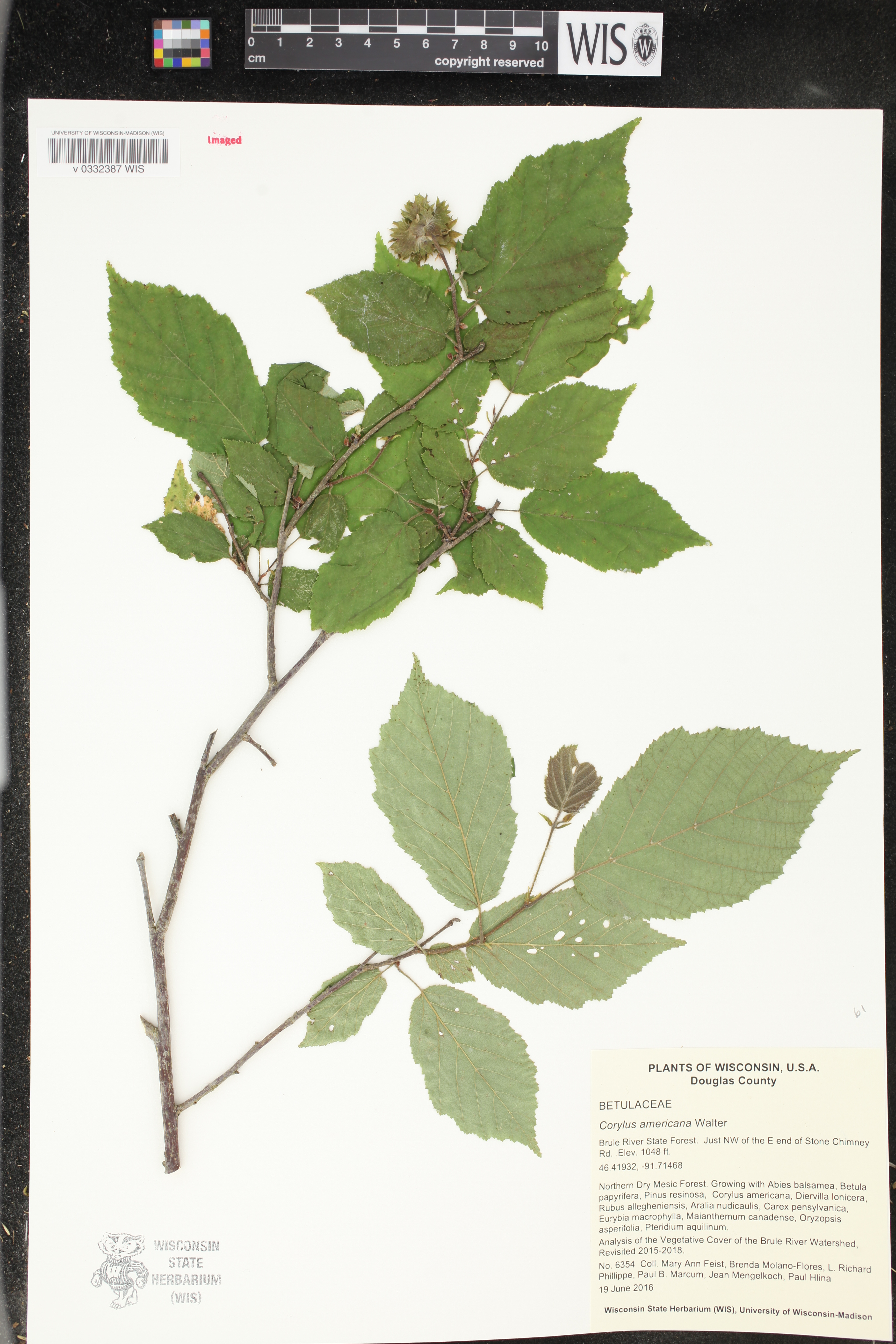 Corylus americana image