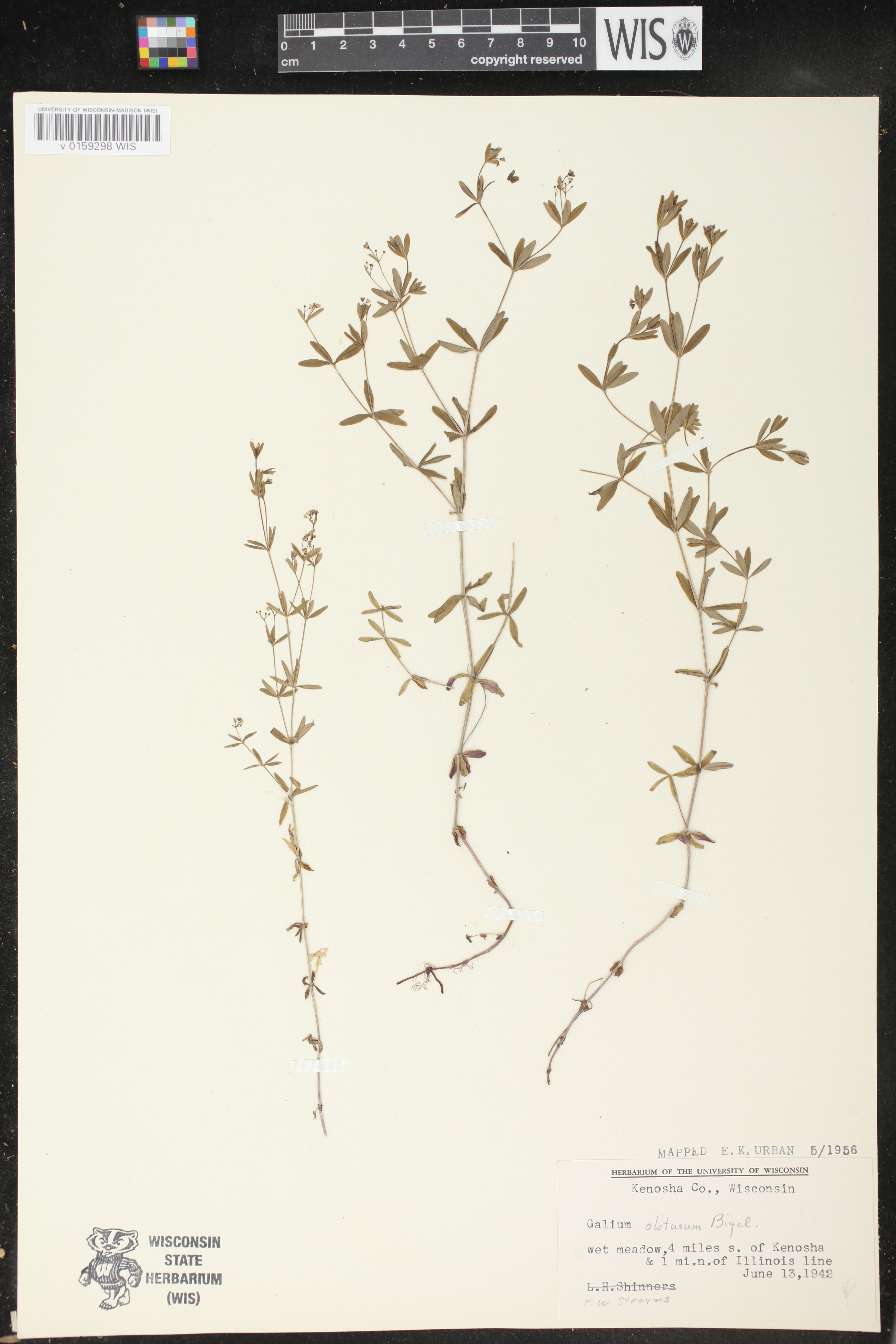 Galium obtusum subsp. obtusum image