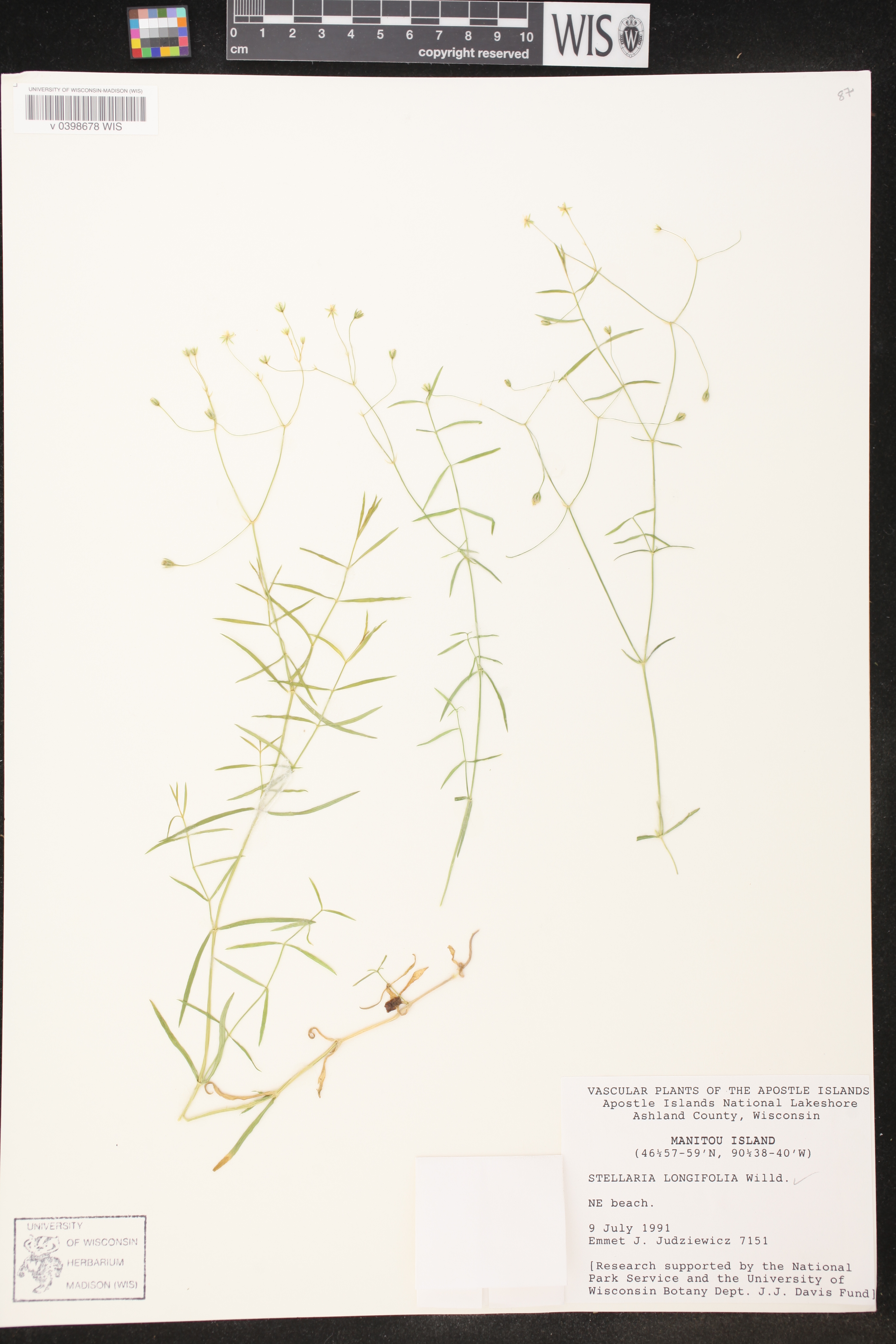 Stellaria longifolia image