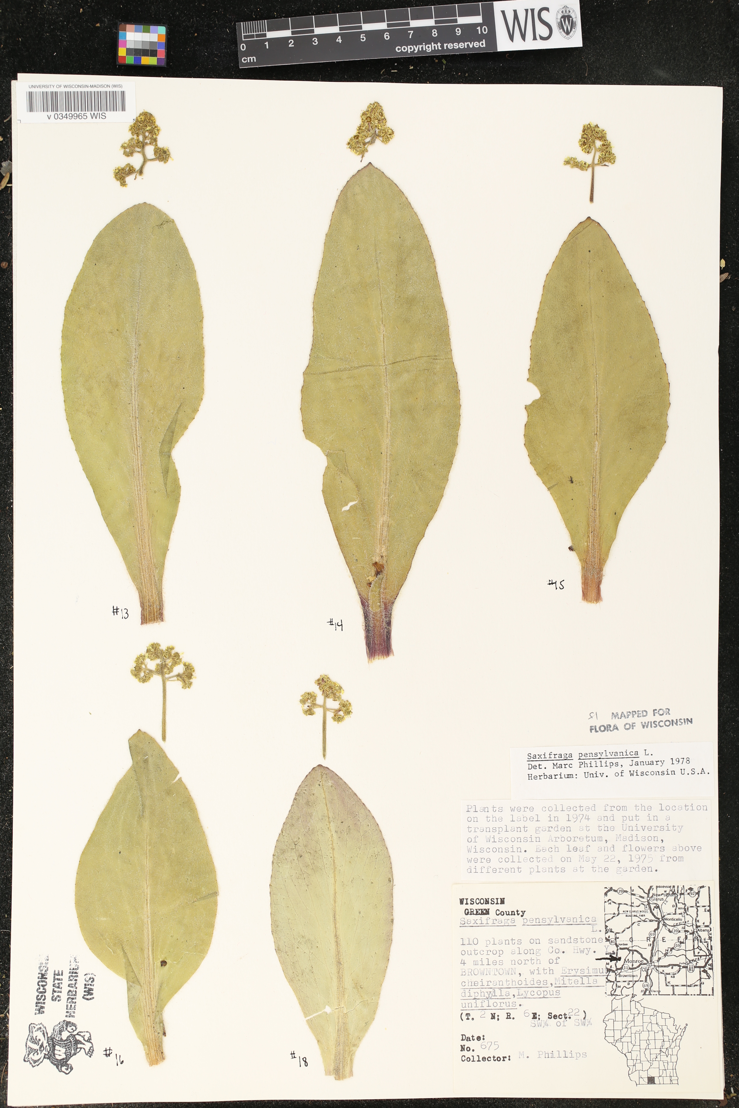 Micranthes pensylvanica image