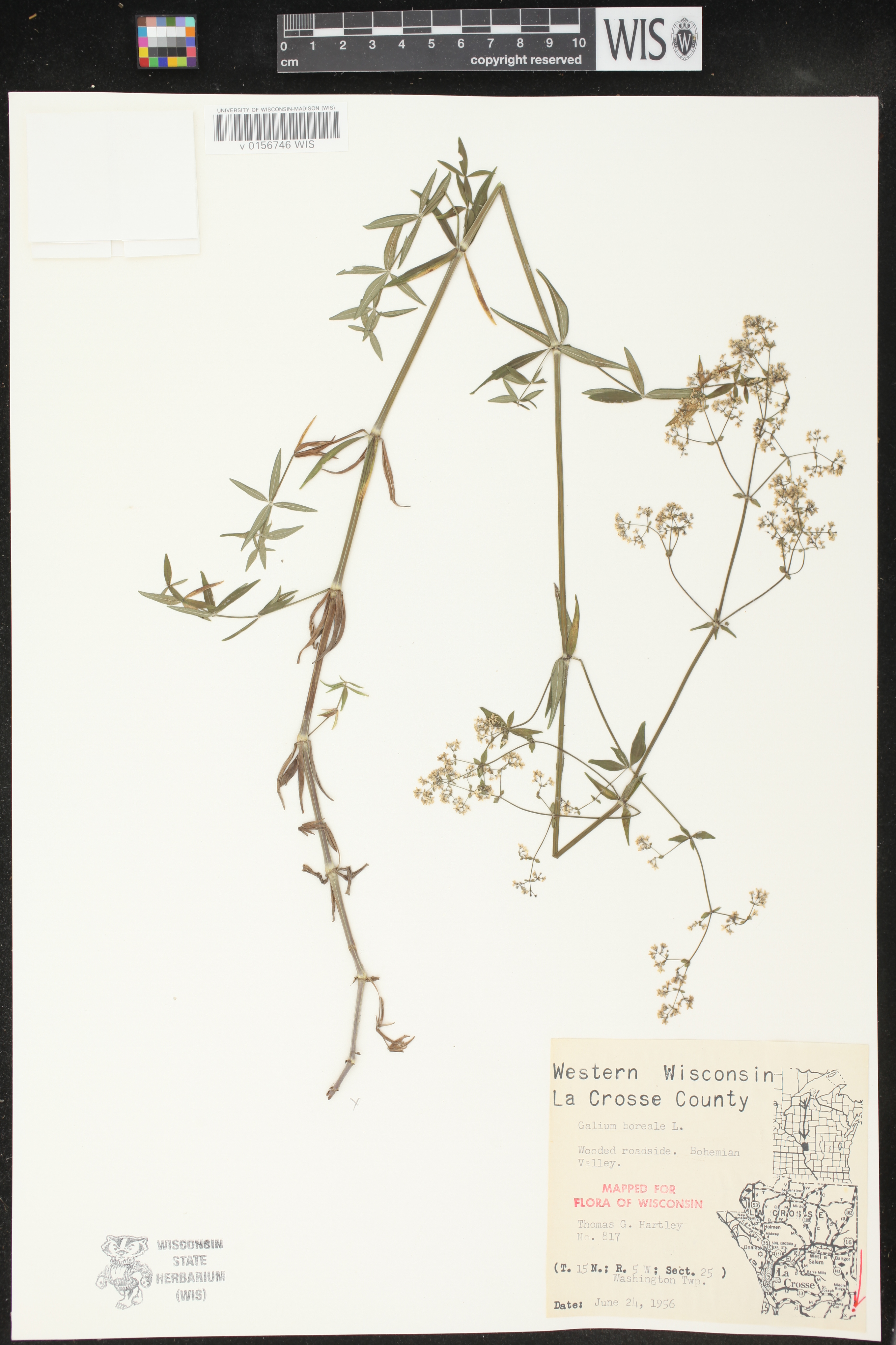 Galium boreale image