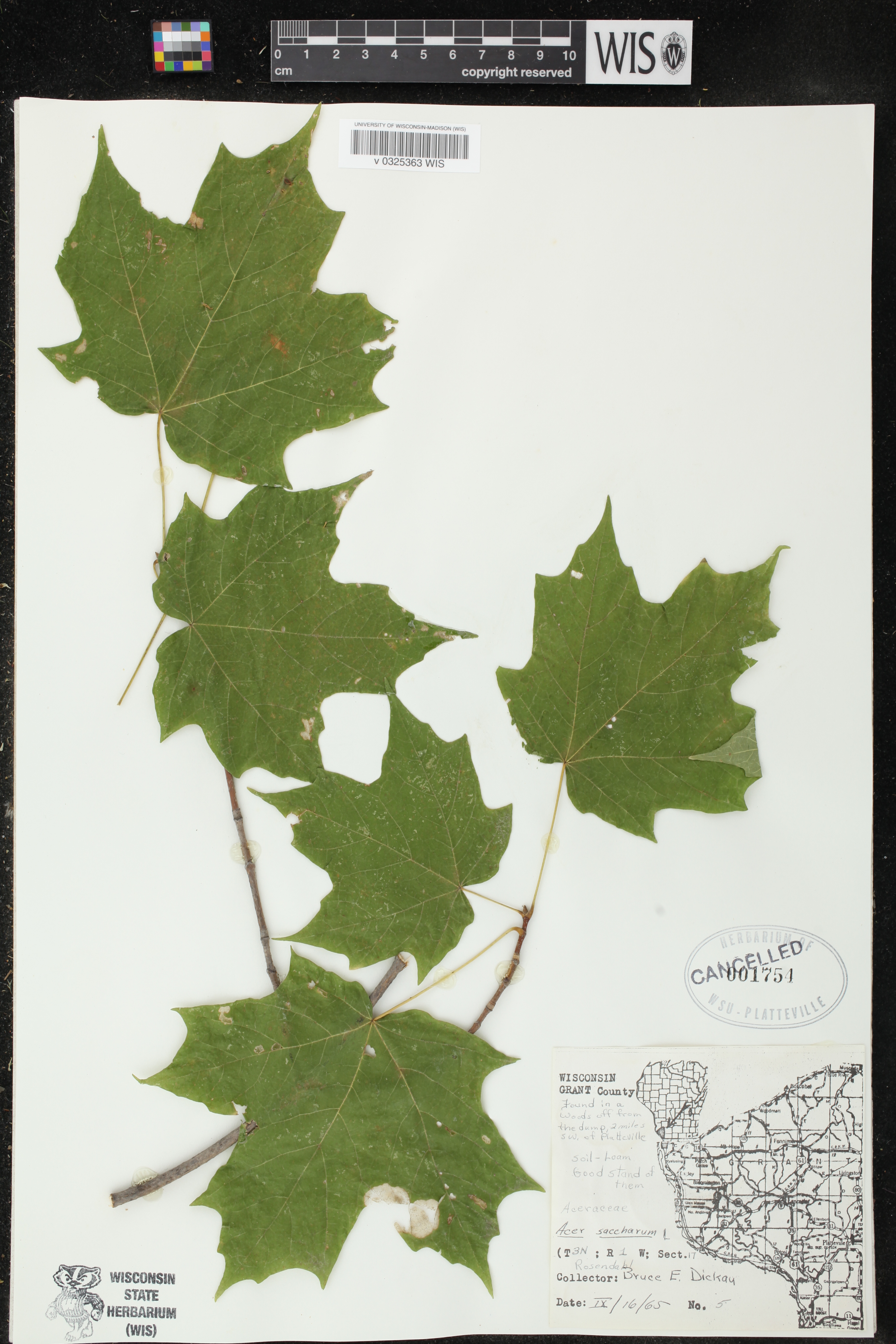 Acer saccharum image