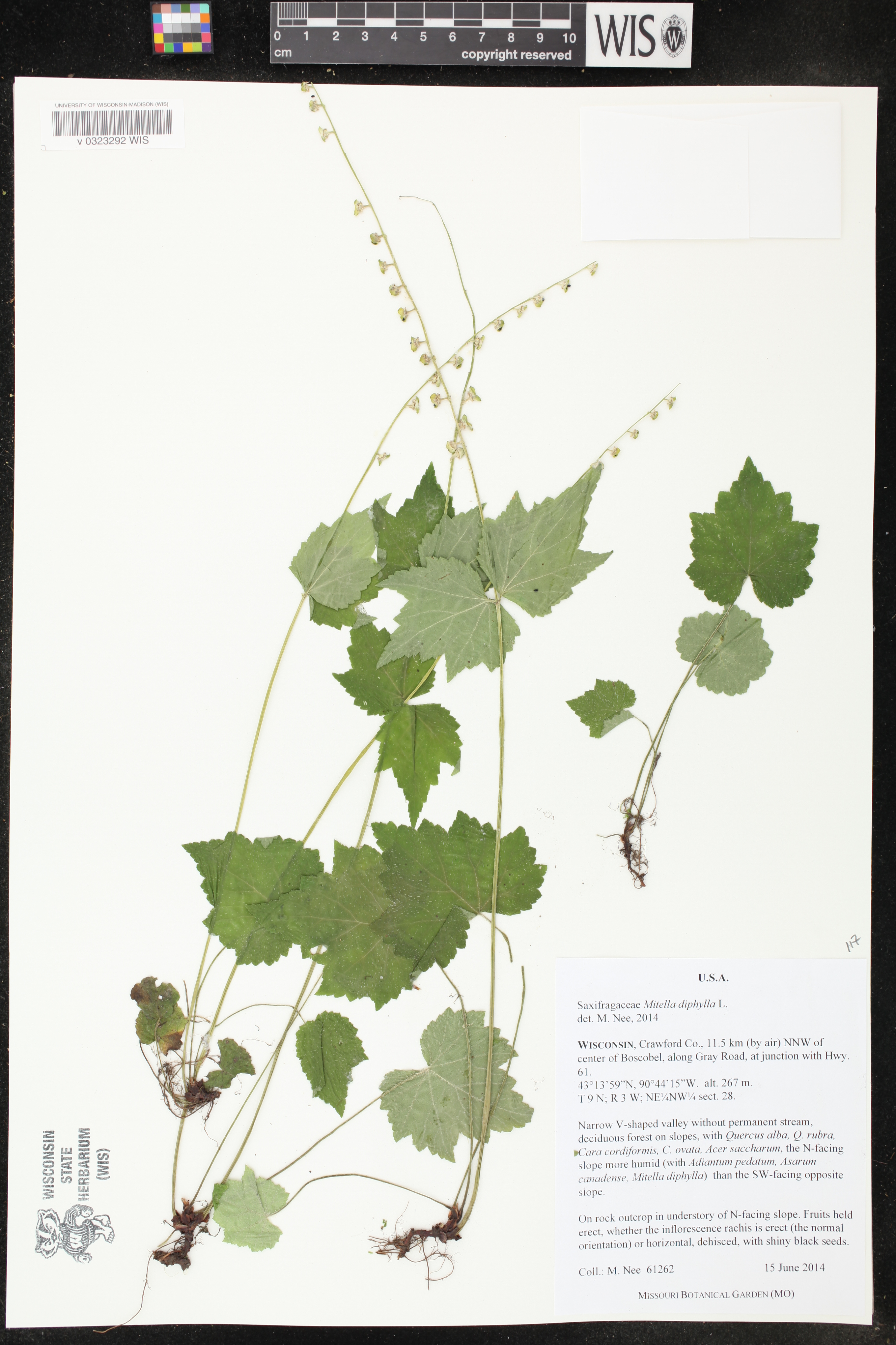 Mitella diphylla image