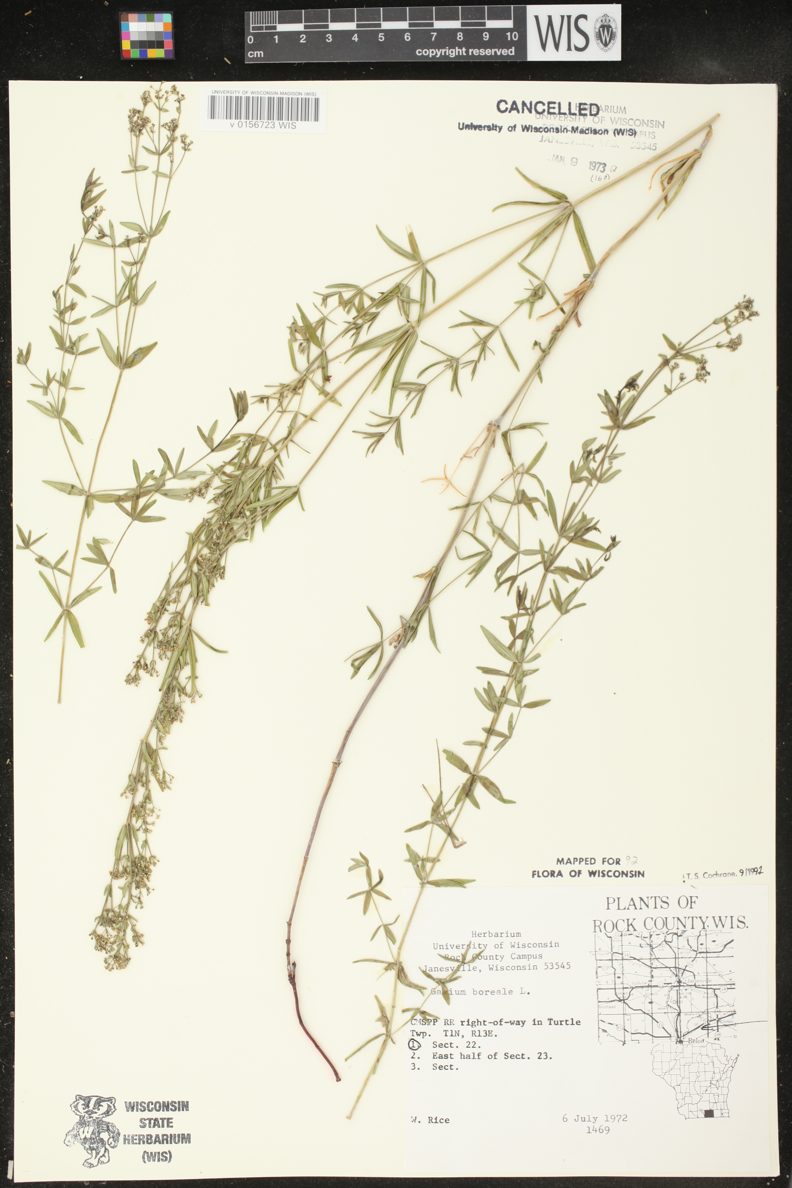 Galium boreale image
