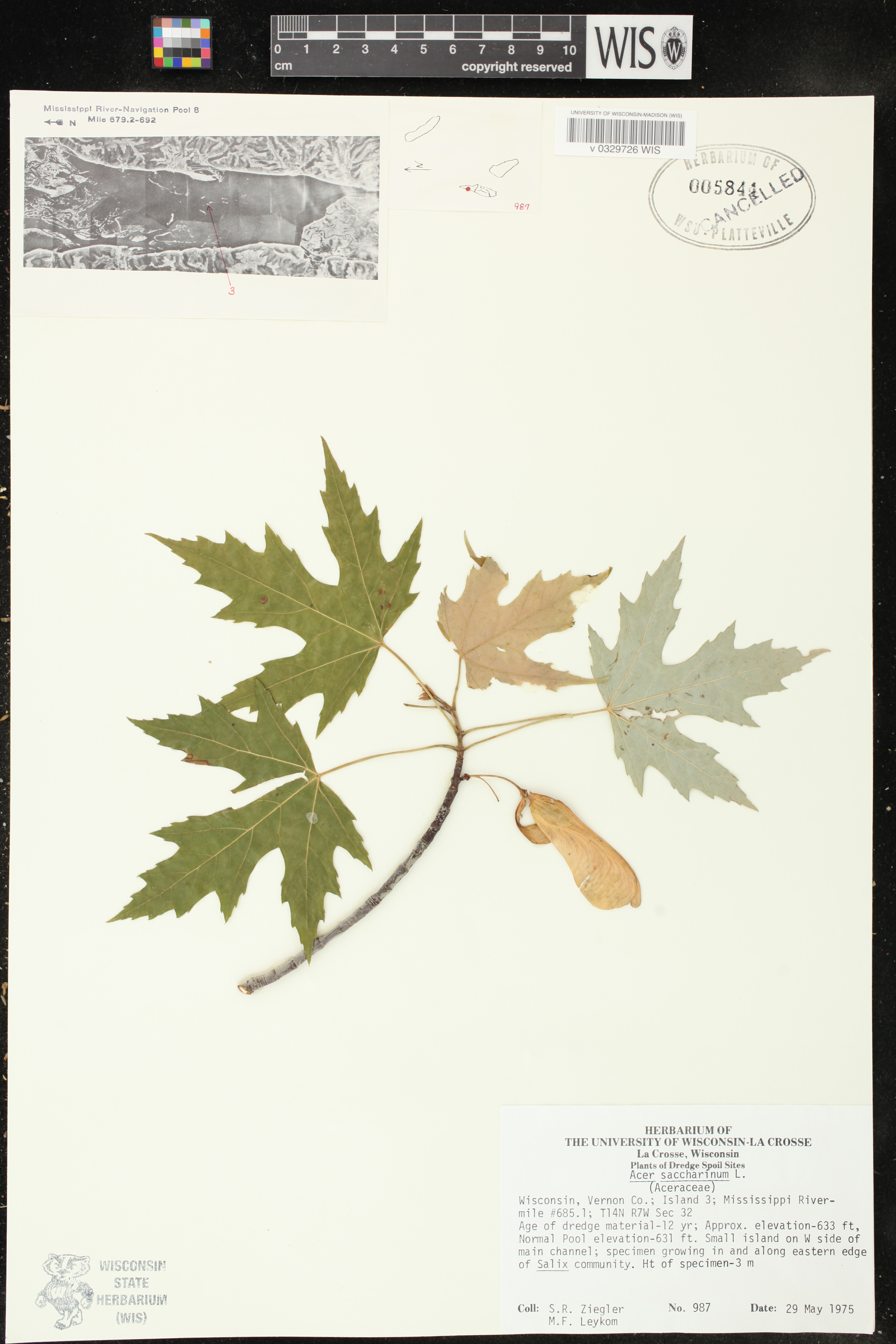 Acer saccharinum image