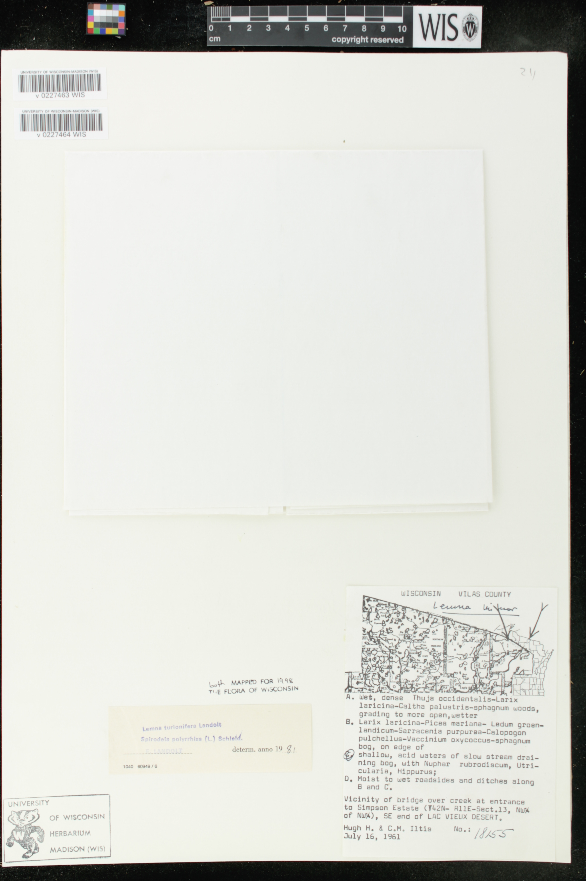 Lemna turionifera image