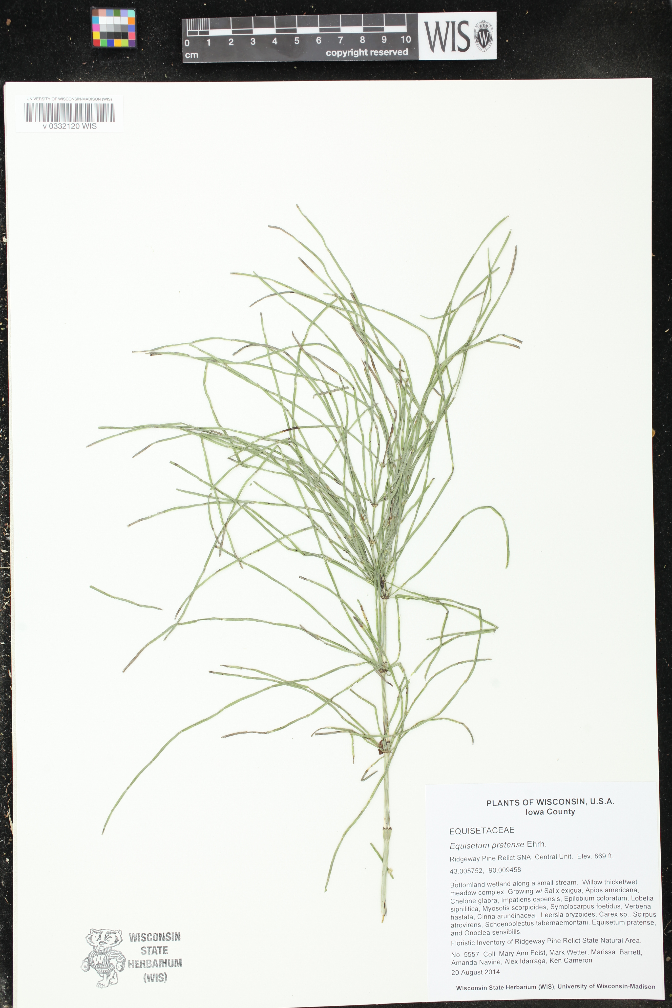 Equisetum pratense image