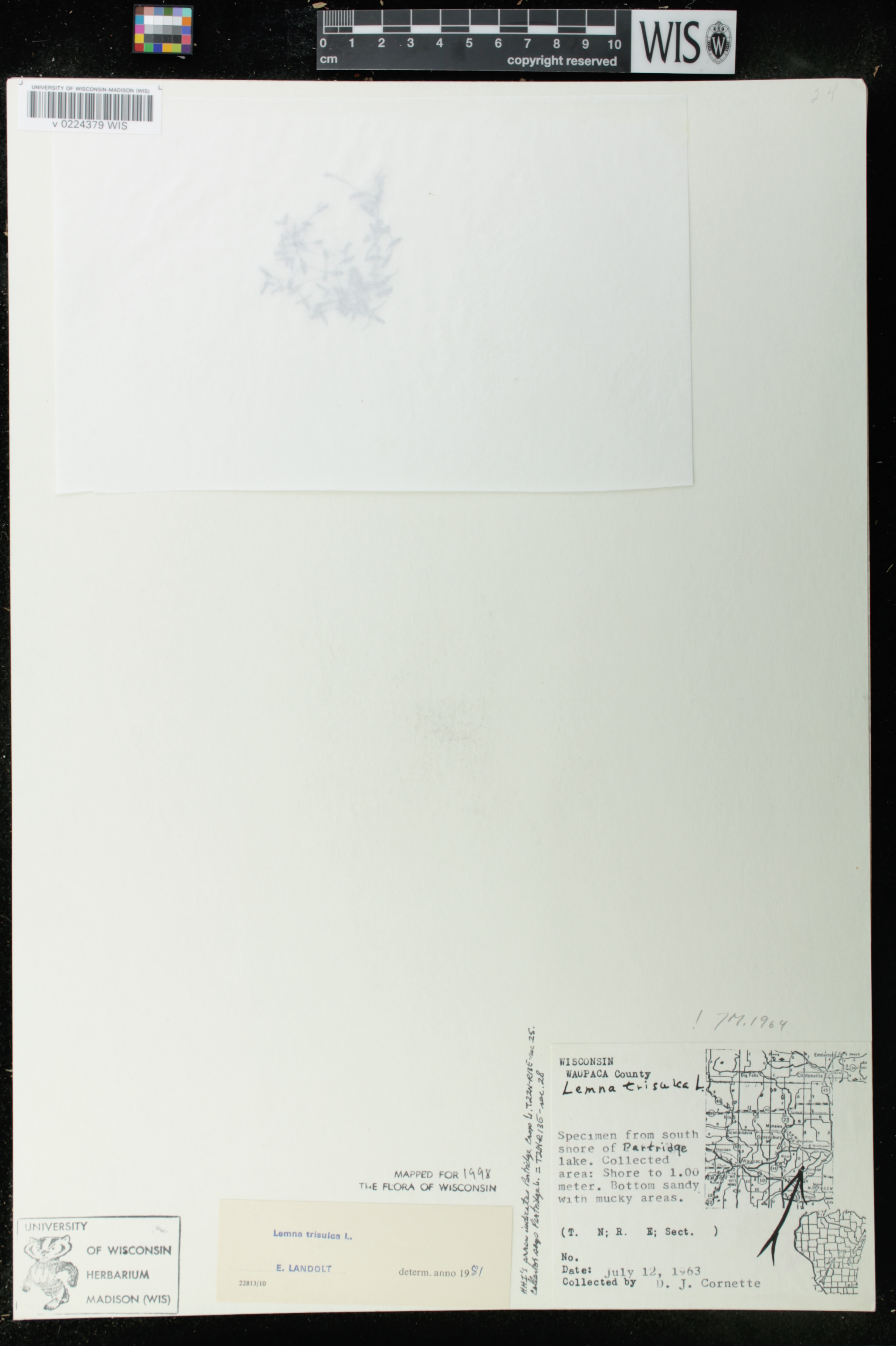Lemna trisulca image