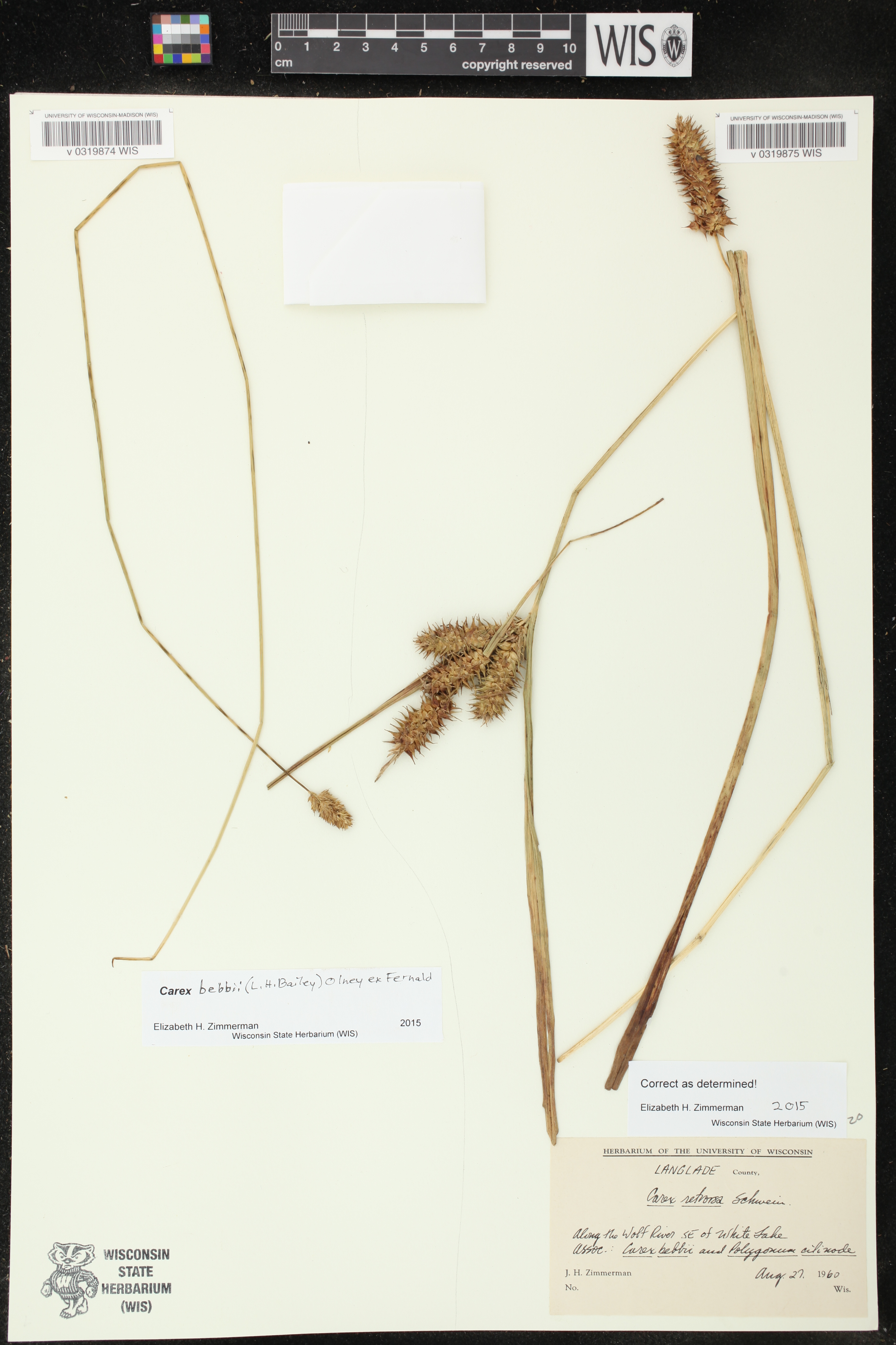 Carex bebbii image