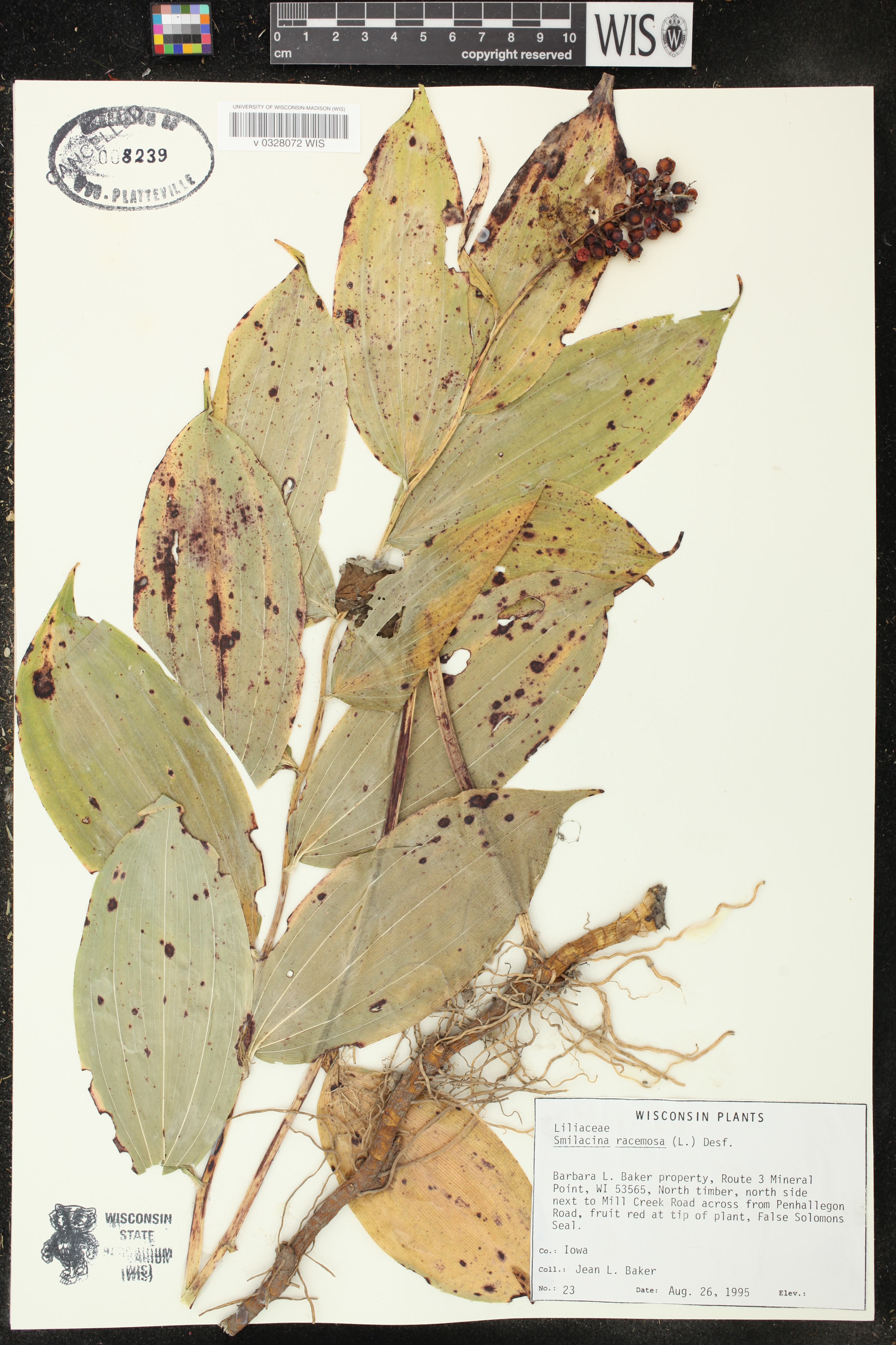 Maianthemum racemosum image