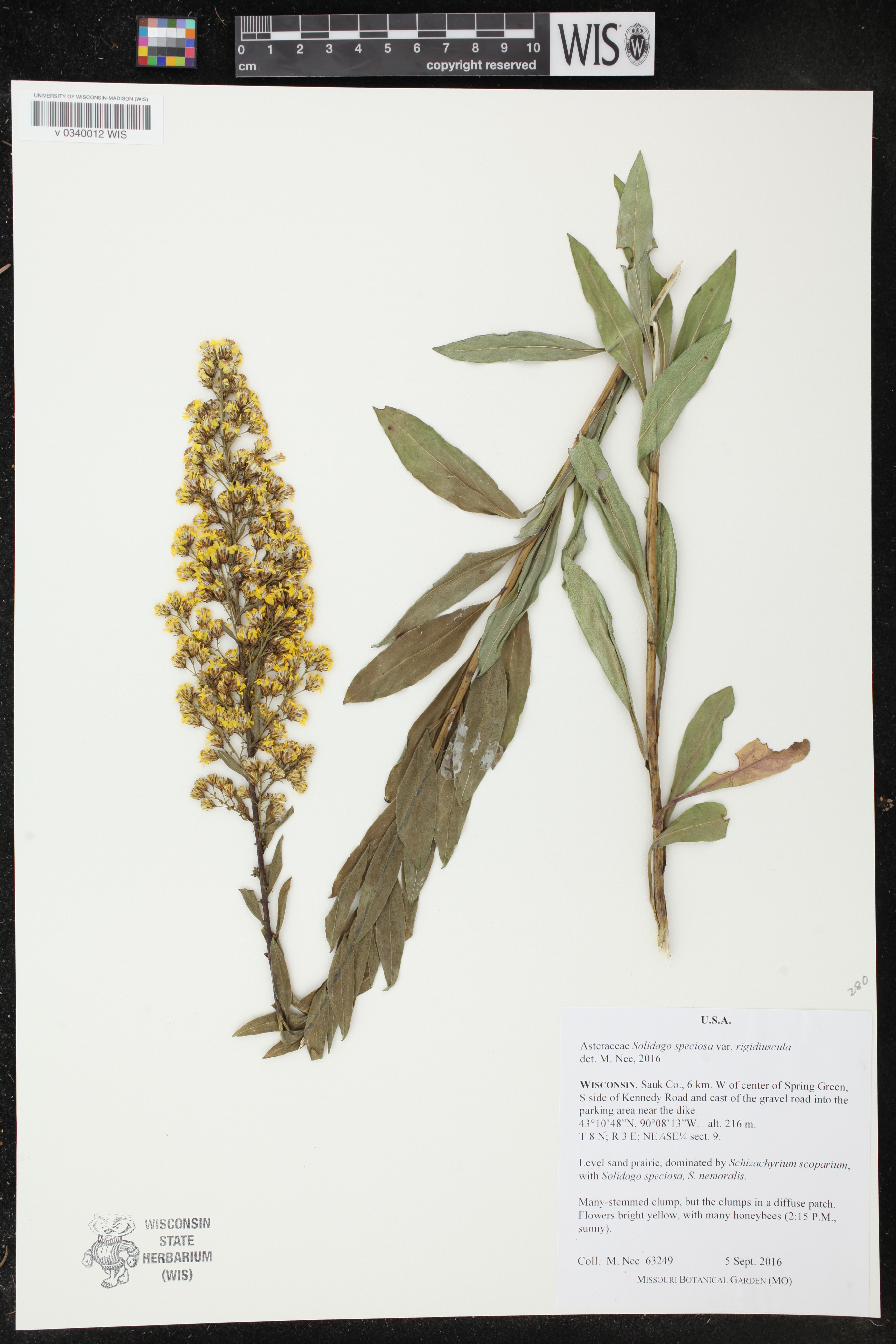 Solidago rigidiuscula image