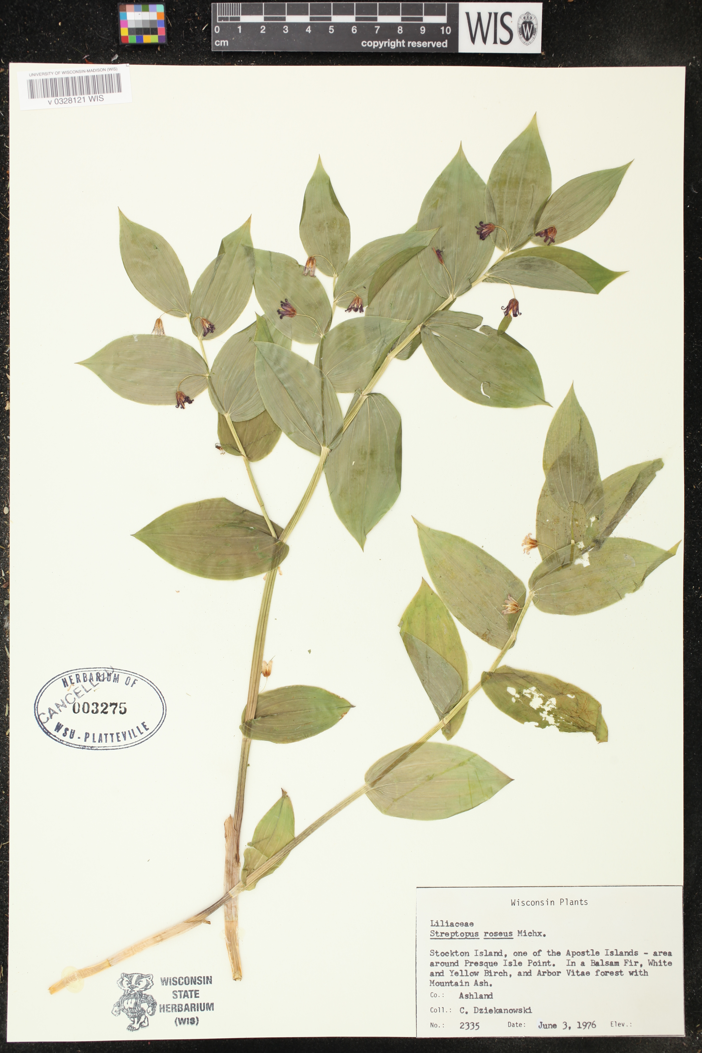Streptopus lanceolatus image