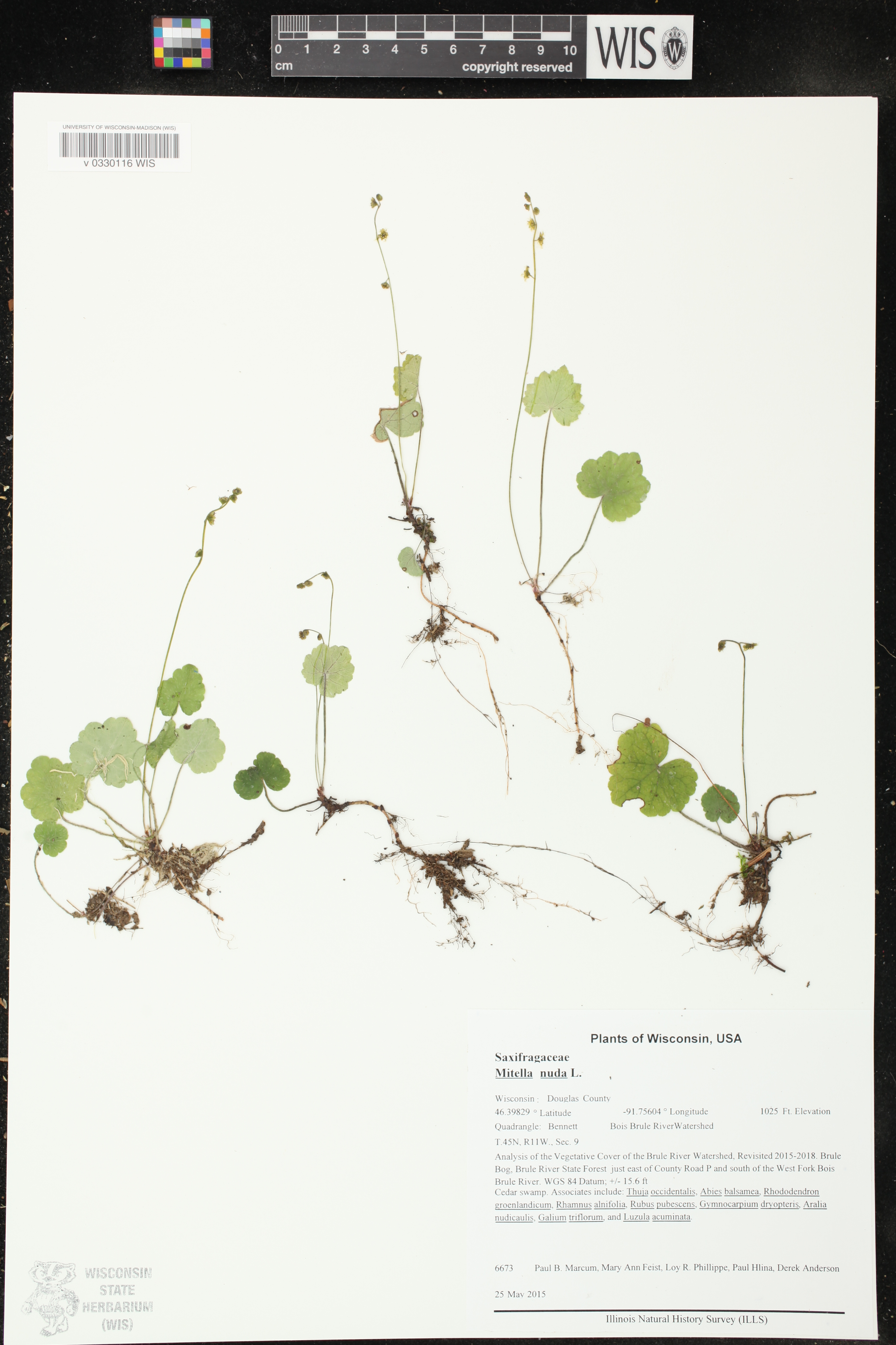 Mitella nuda image