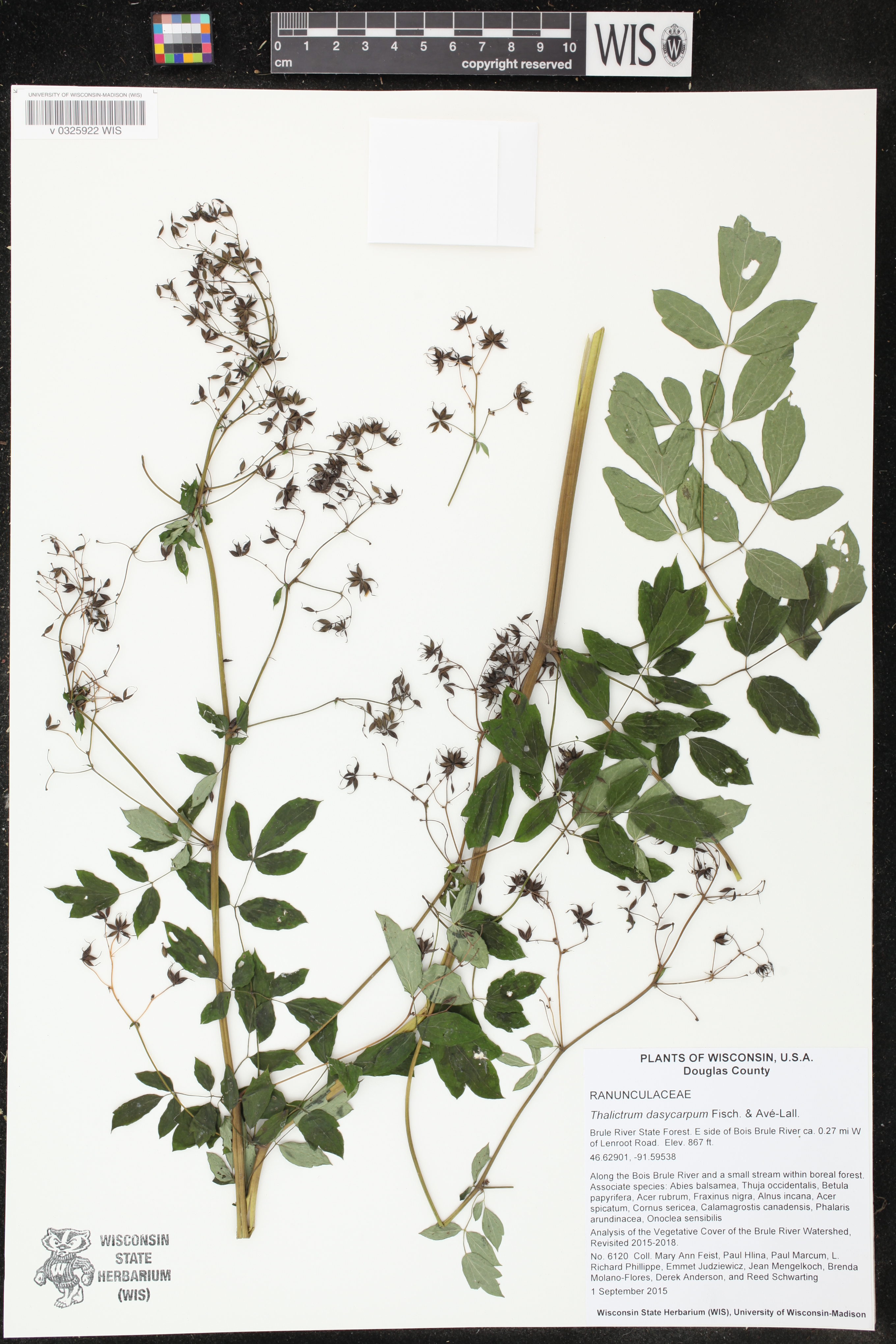 Thalictrum dasycarpum image