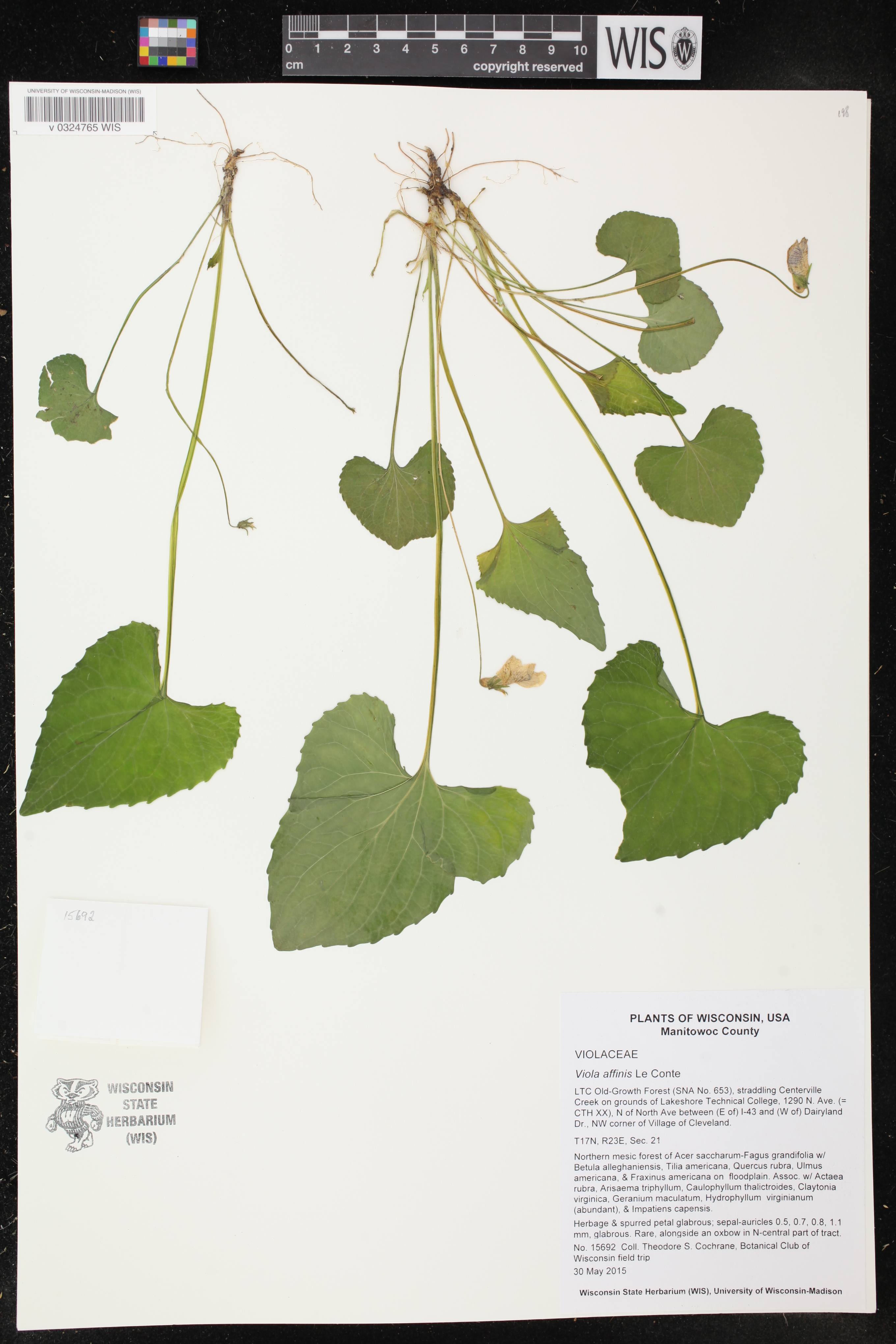 Viola affinis image