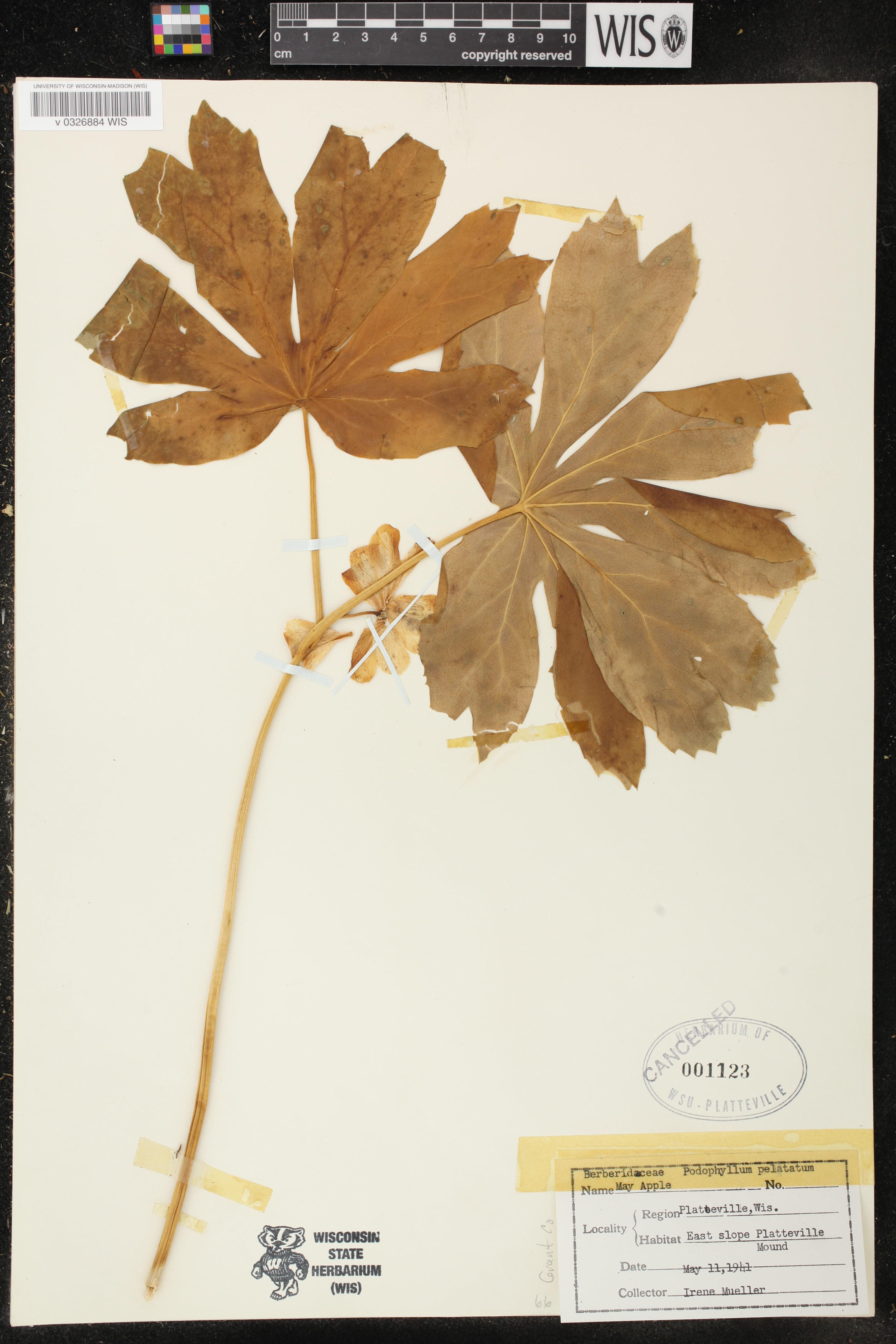 Podophyllum peltatum image