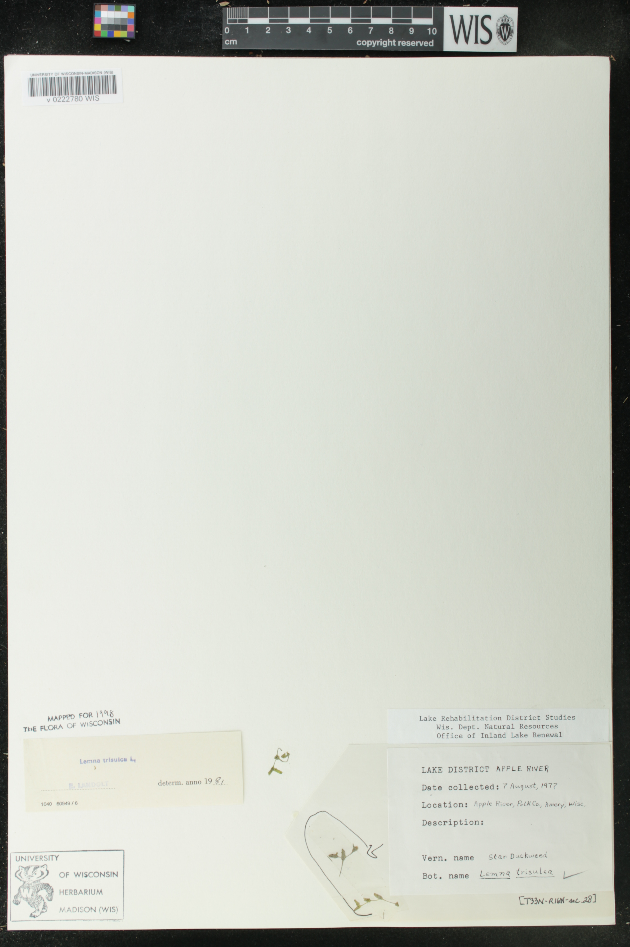 Lemna trisulca image