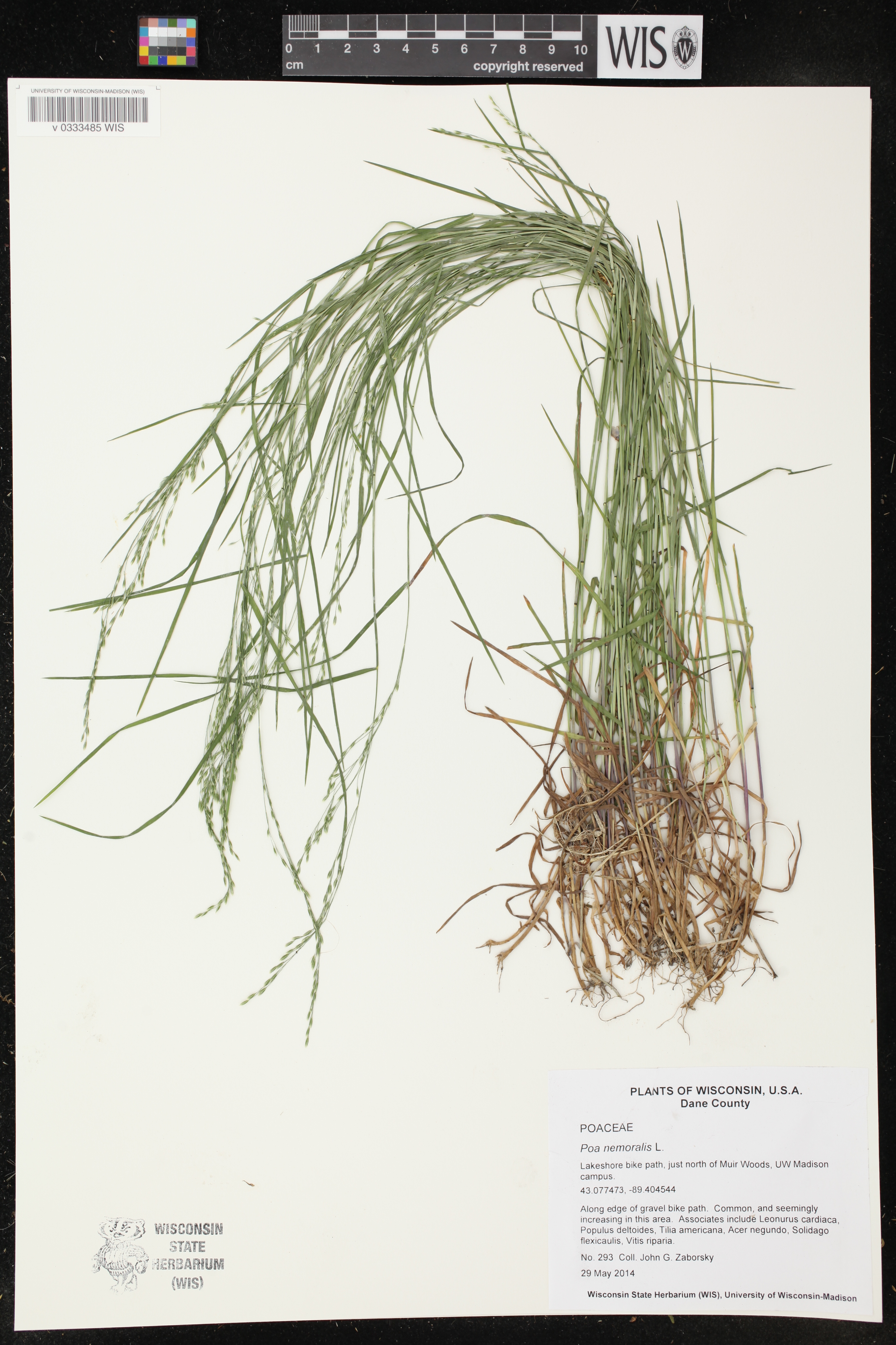 Poa nemoralis image