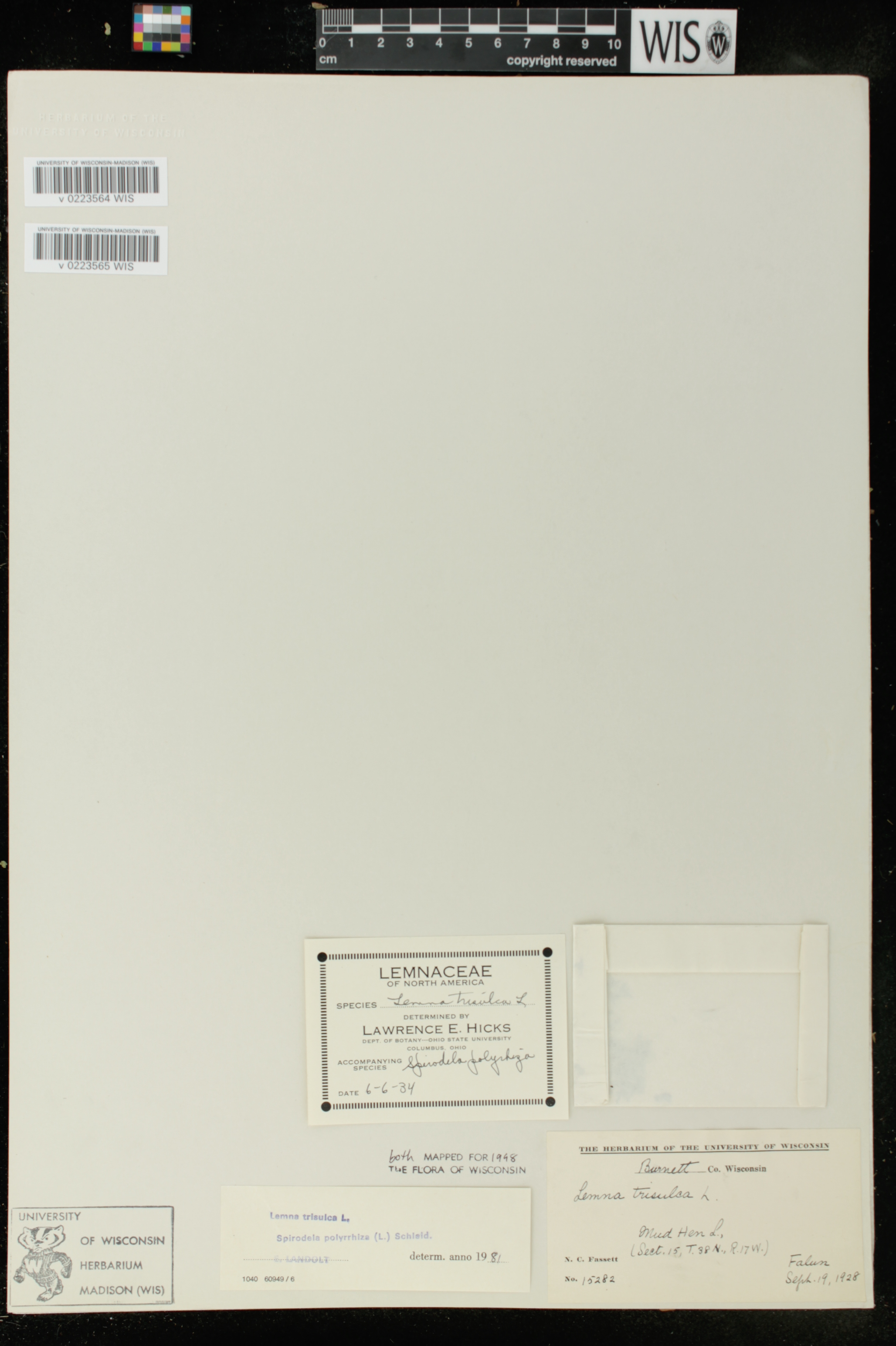 Lemna trisulca image