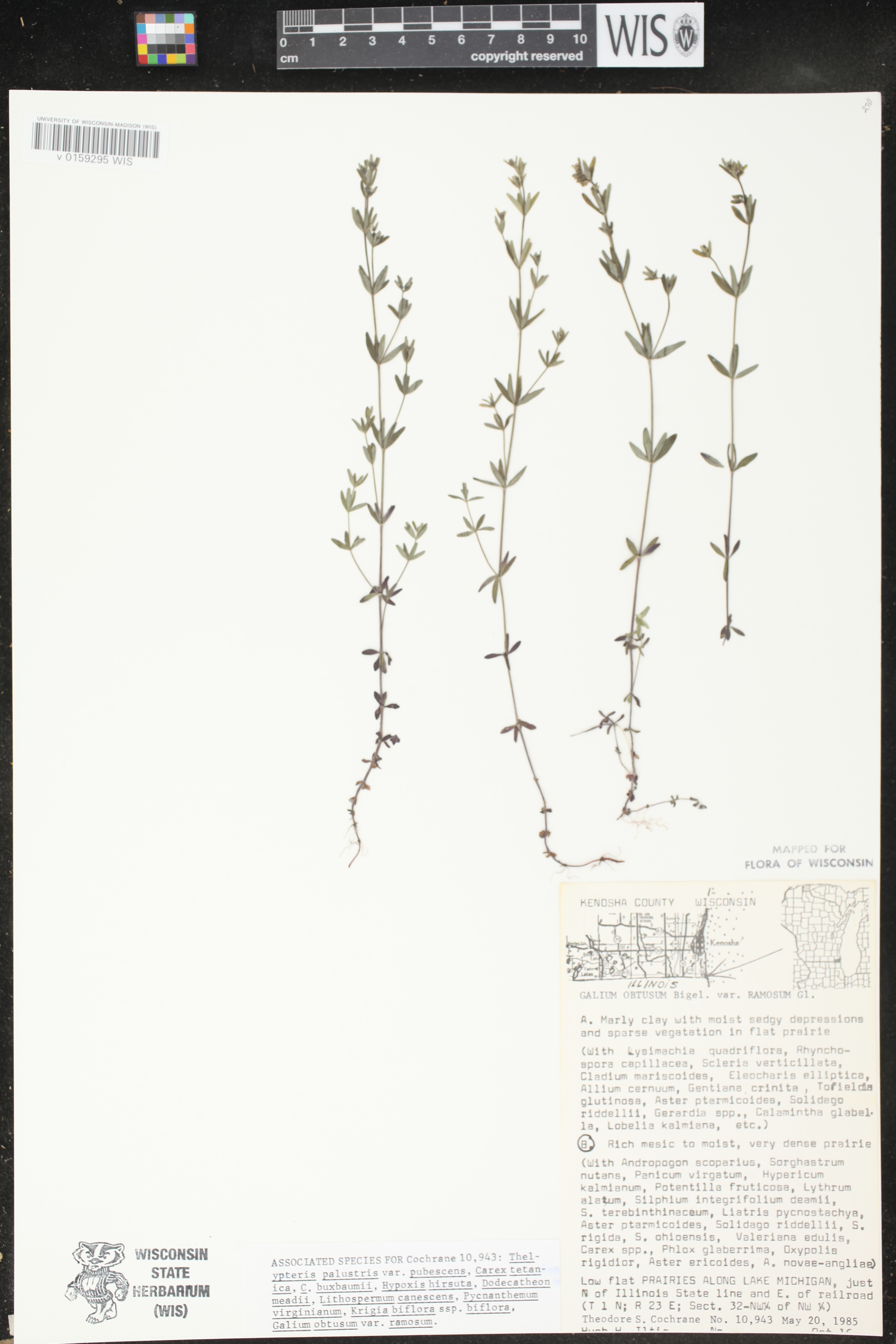 Galium obtusum subsp. obtusum image