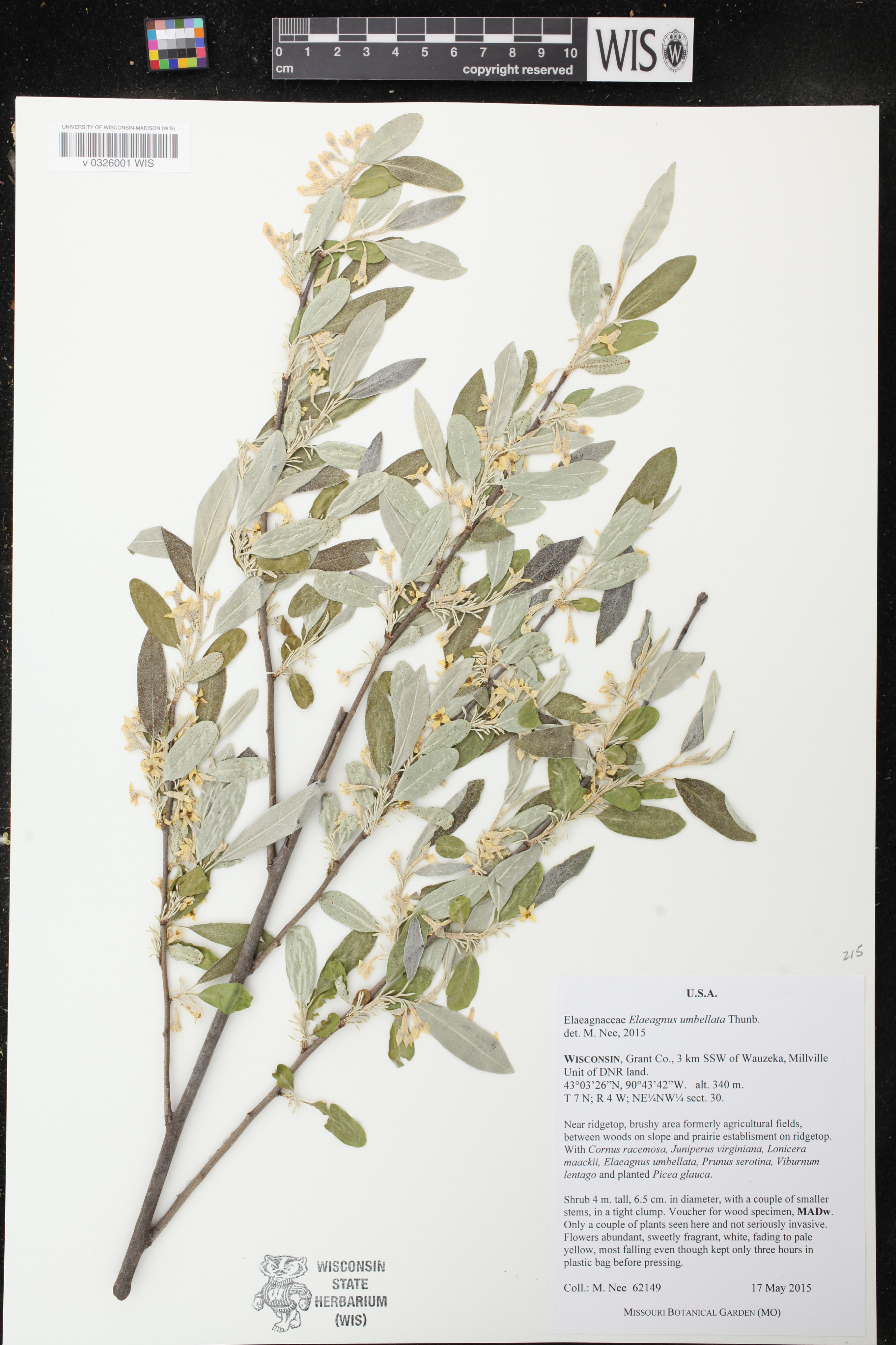 Elaeagnus umbellata image
