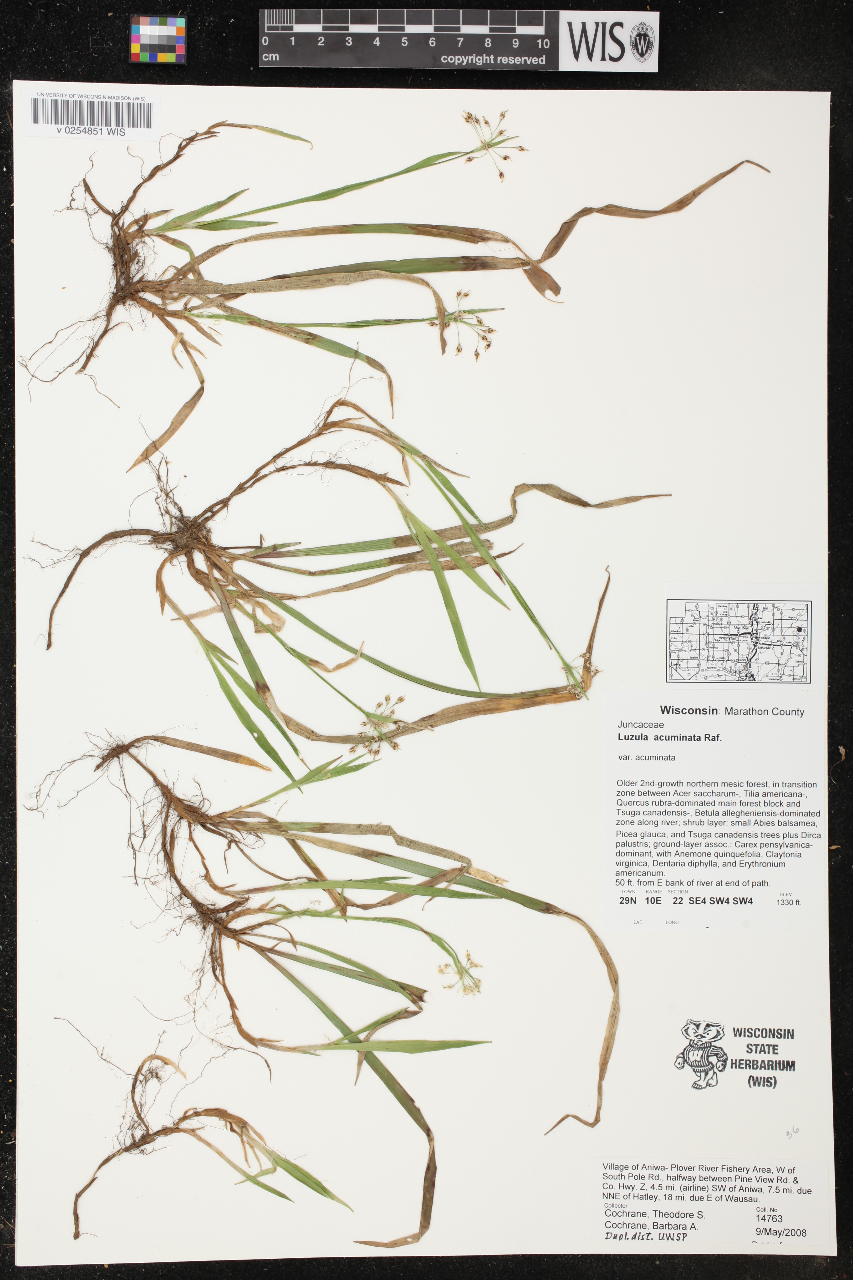 Luzula acuminata image