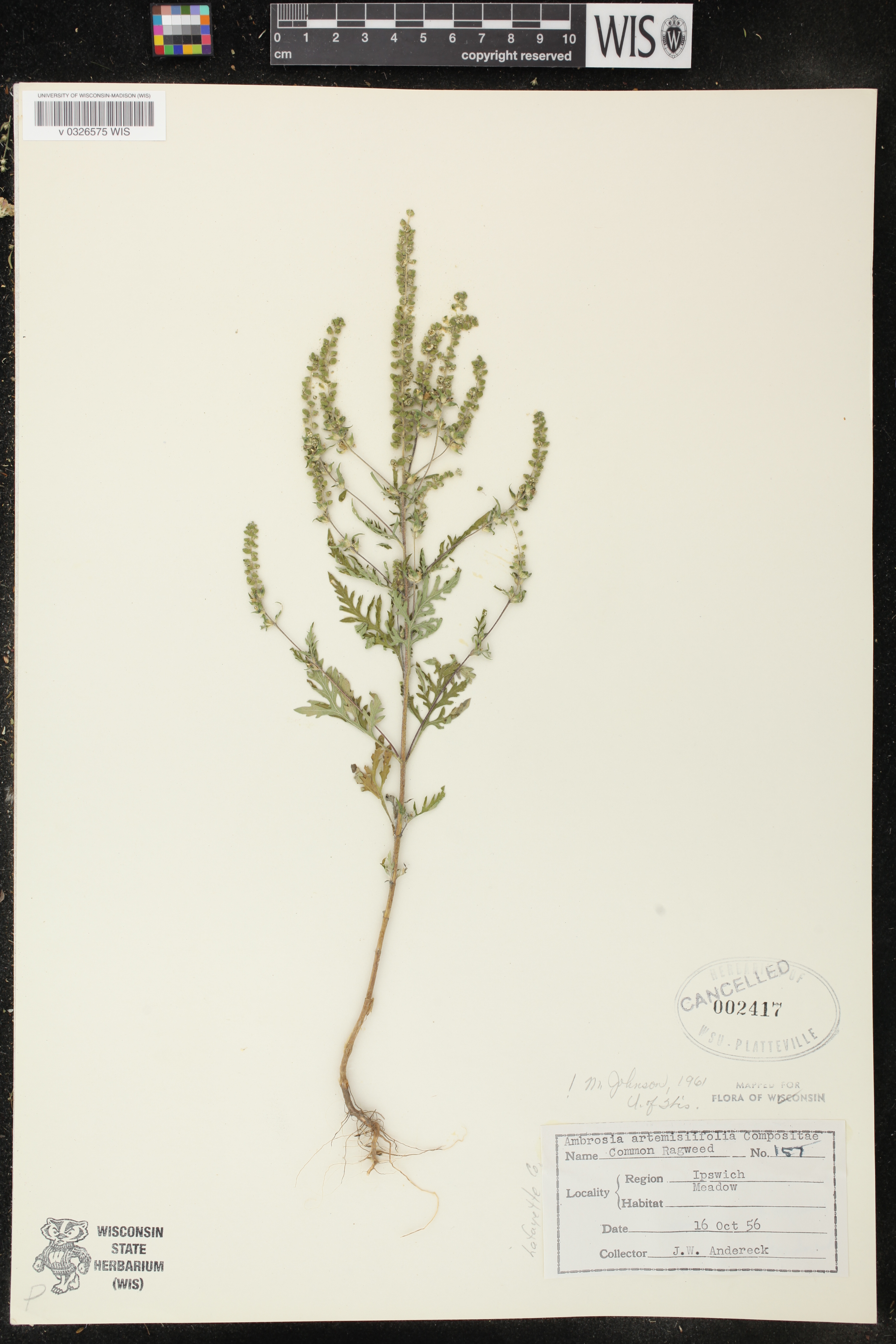 Ambrosia artemisiifolia image