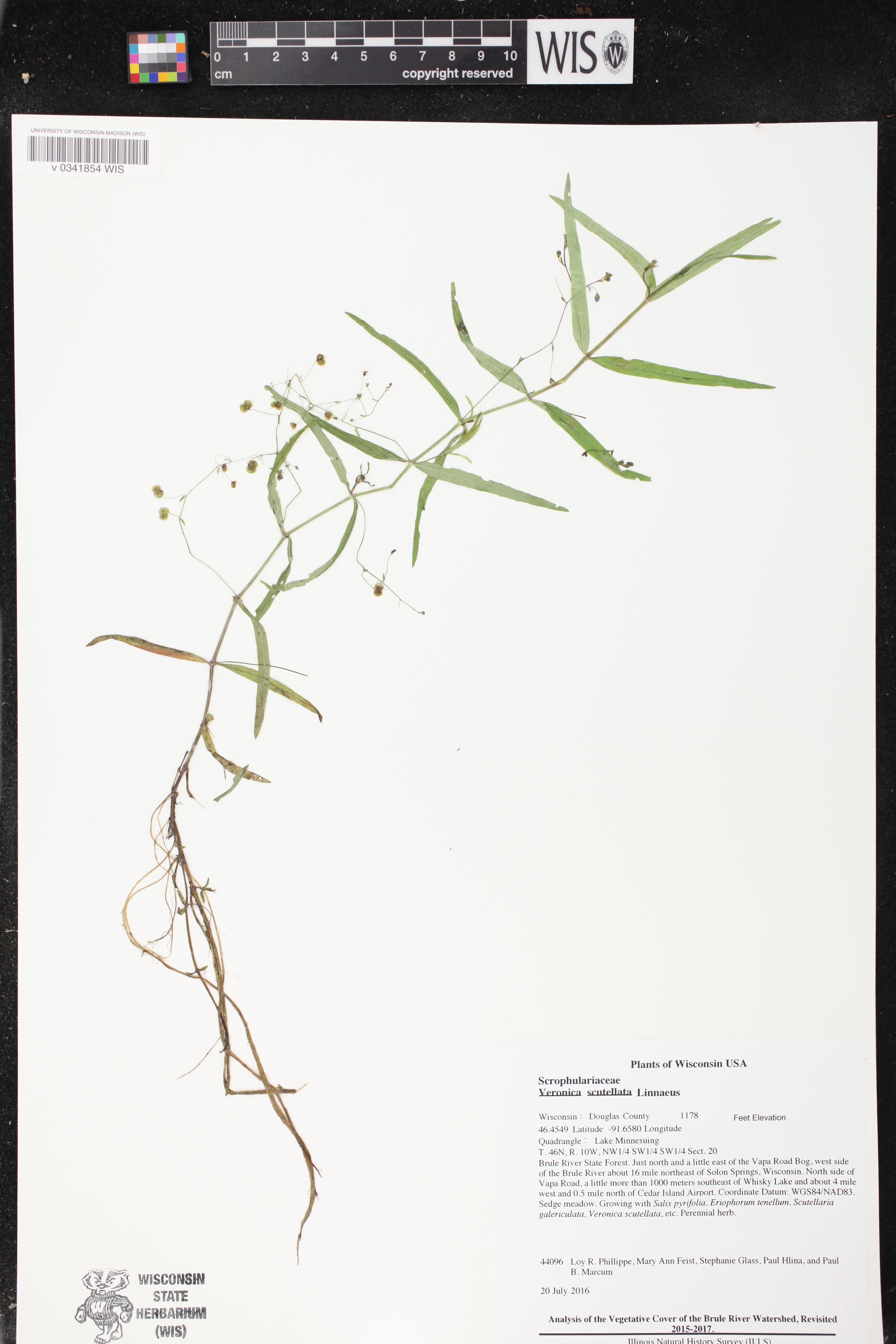 Veronica scutellata image