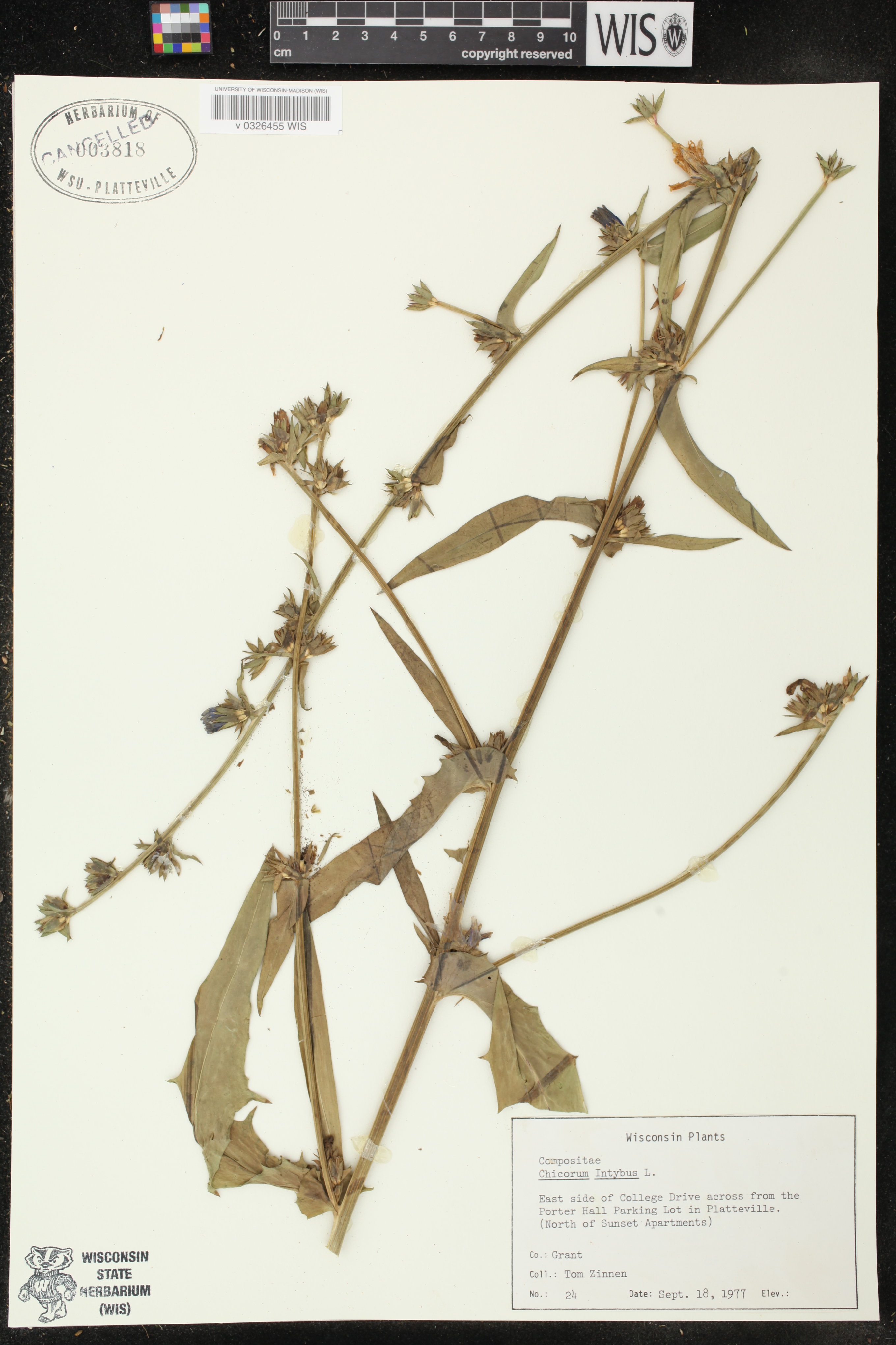 Cichorium intybus image