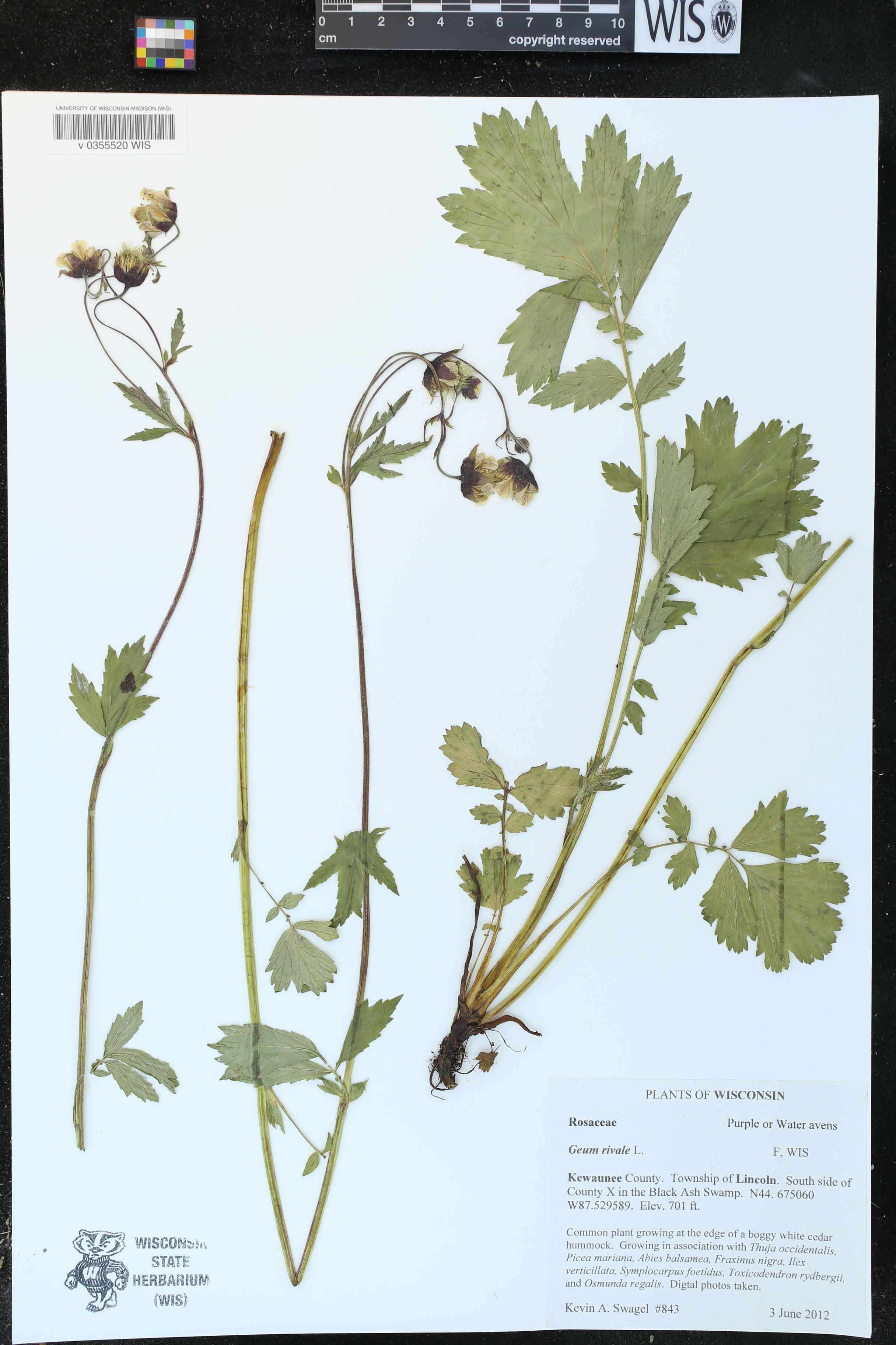 Geum rivale image