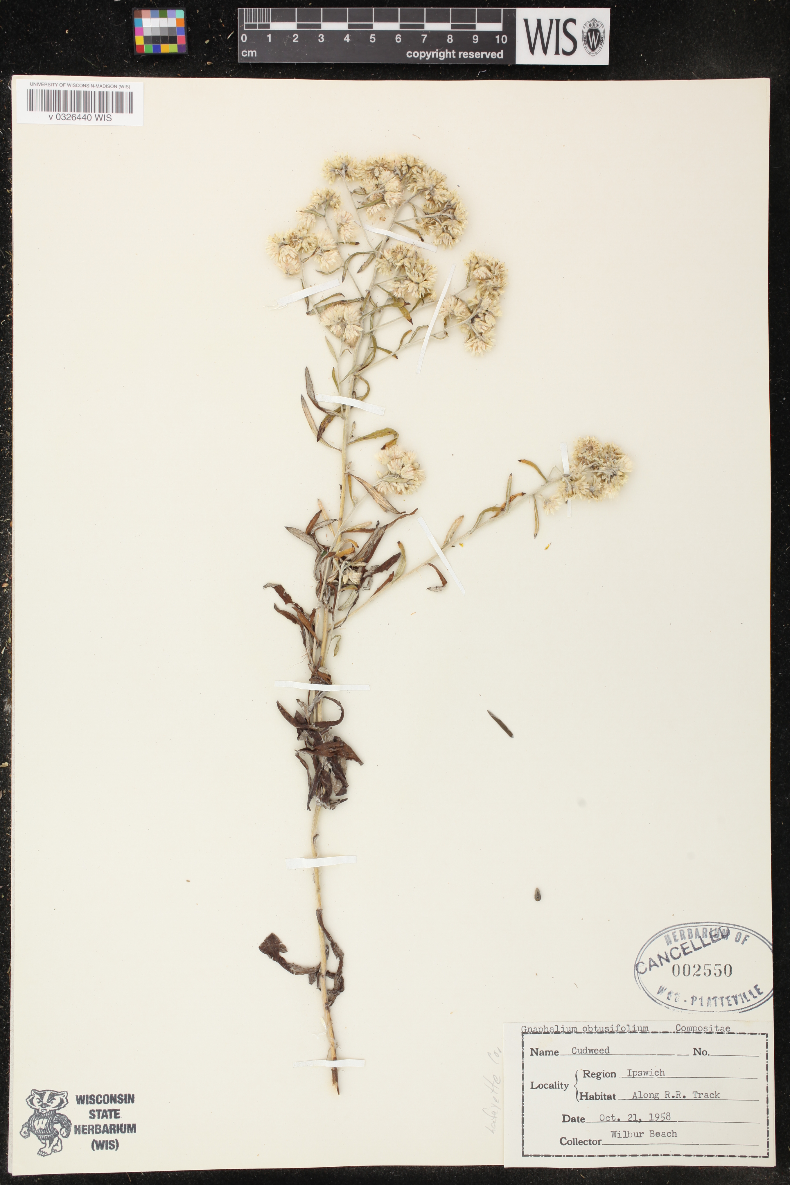 Pseudognaphalium obtusifolium image