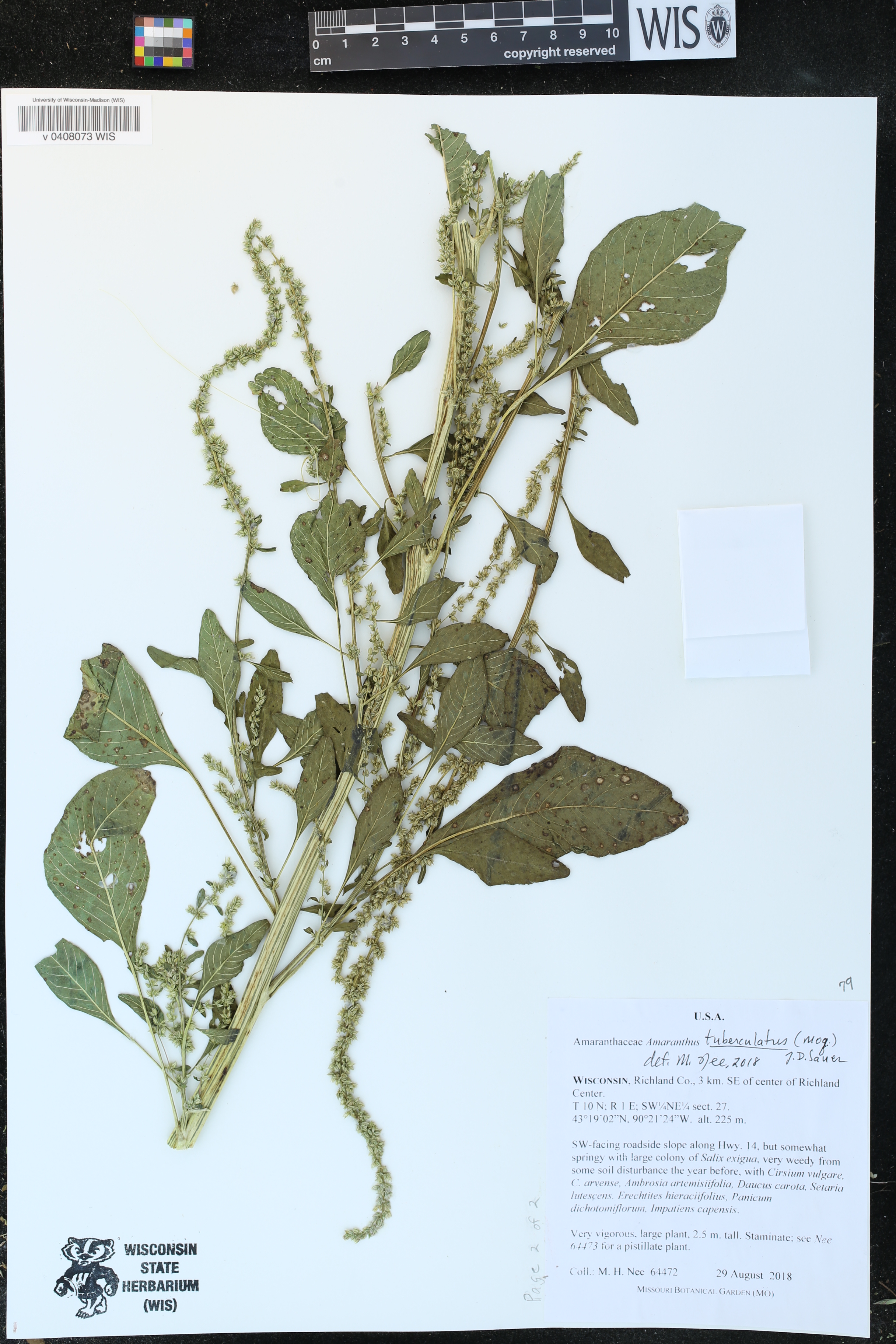 Amaranthus tuberculatus image