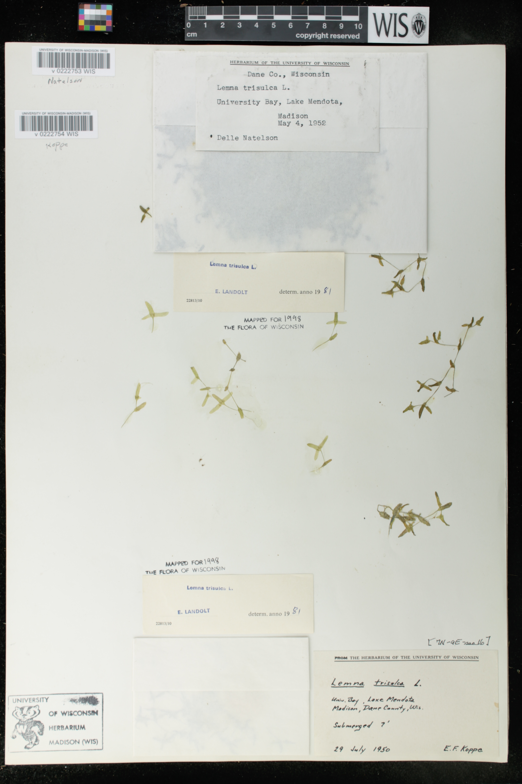 Lemna trisulca image
