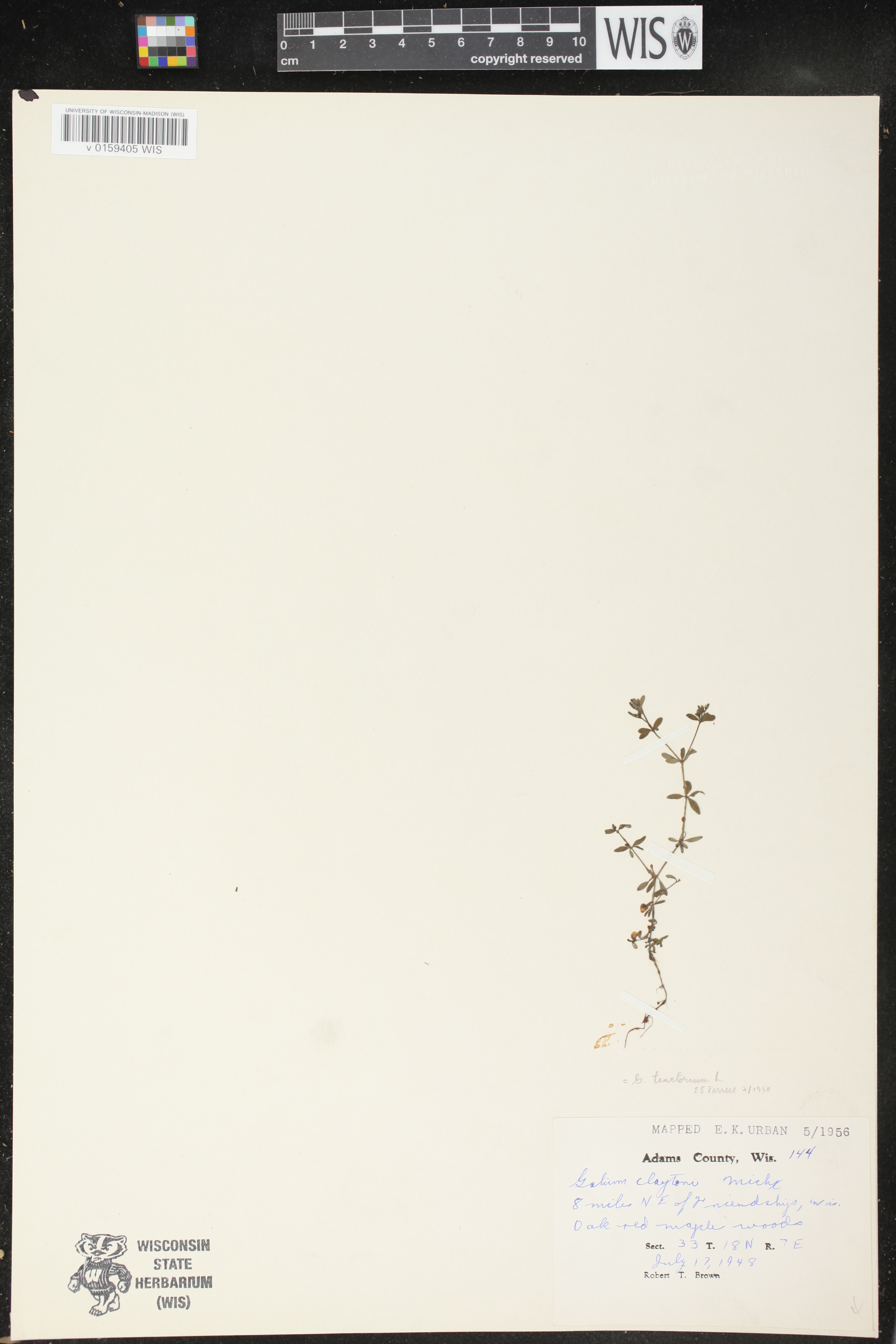 Galium tinctorium image