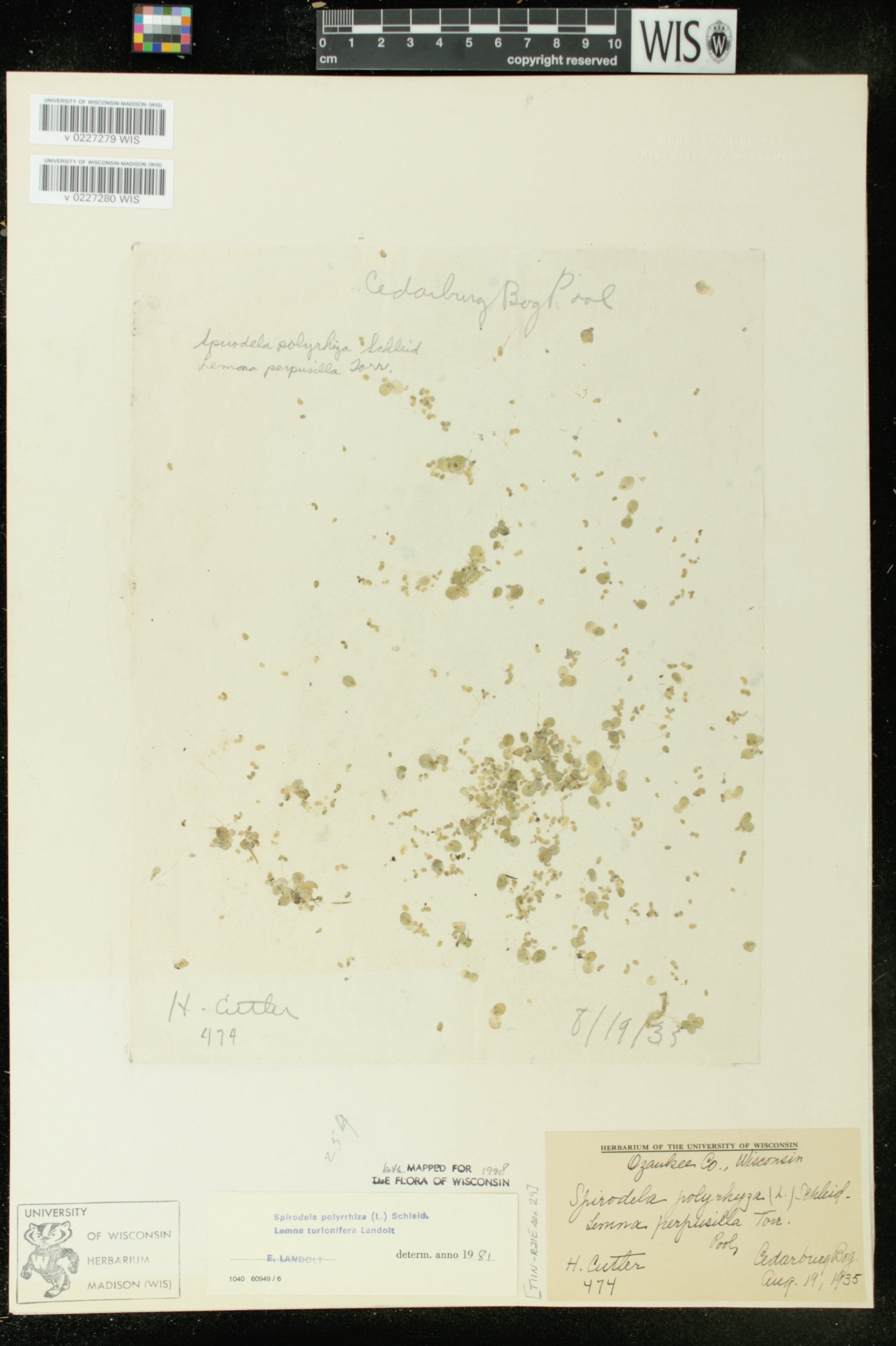 Lemna turionifera image