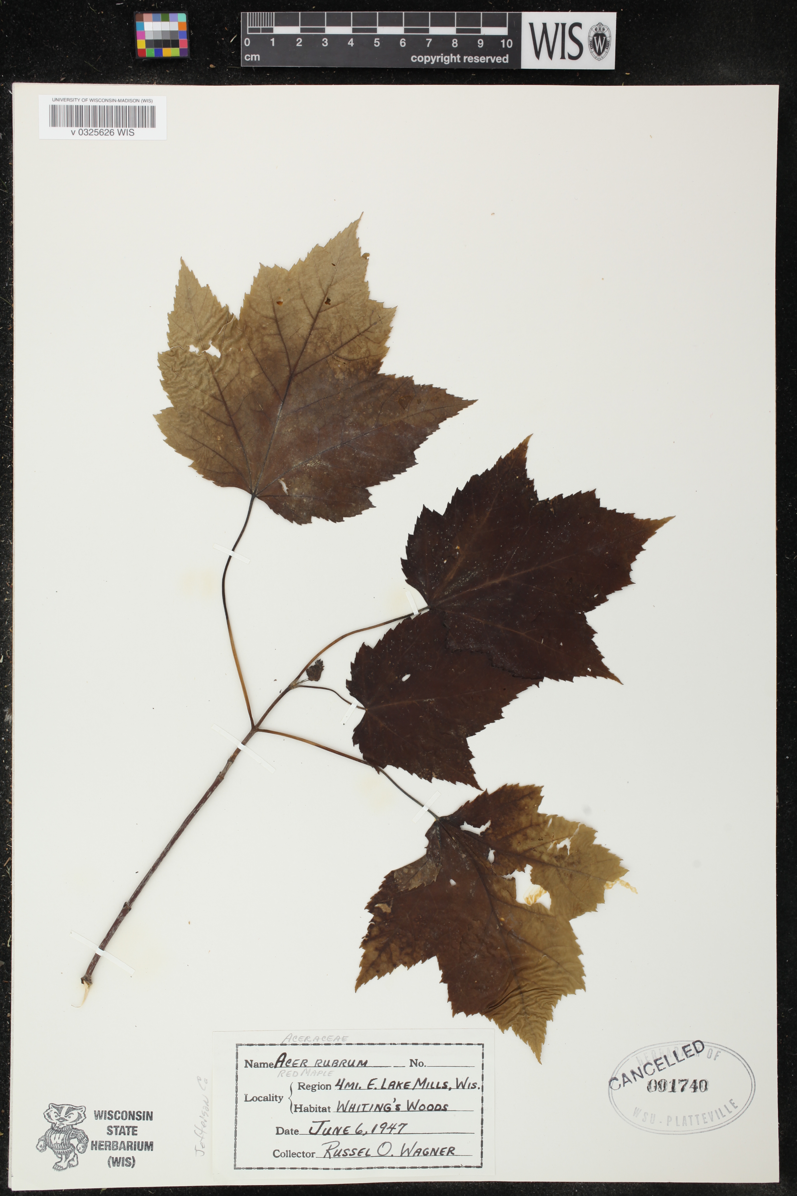 Acer rubrum var. rubrum image