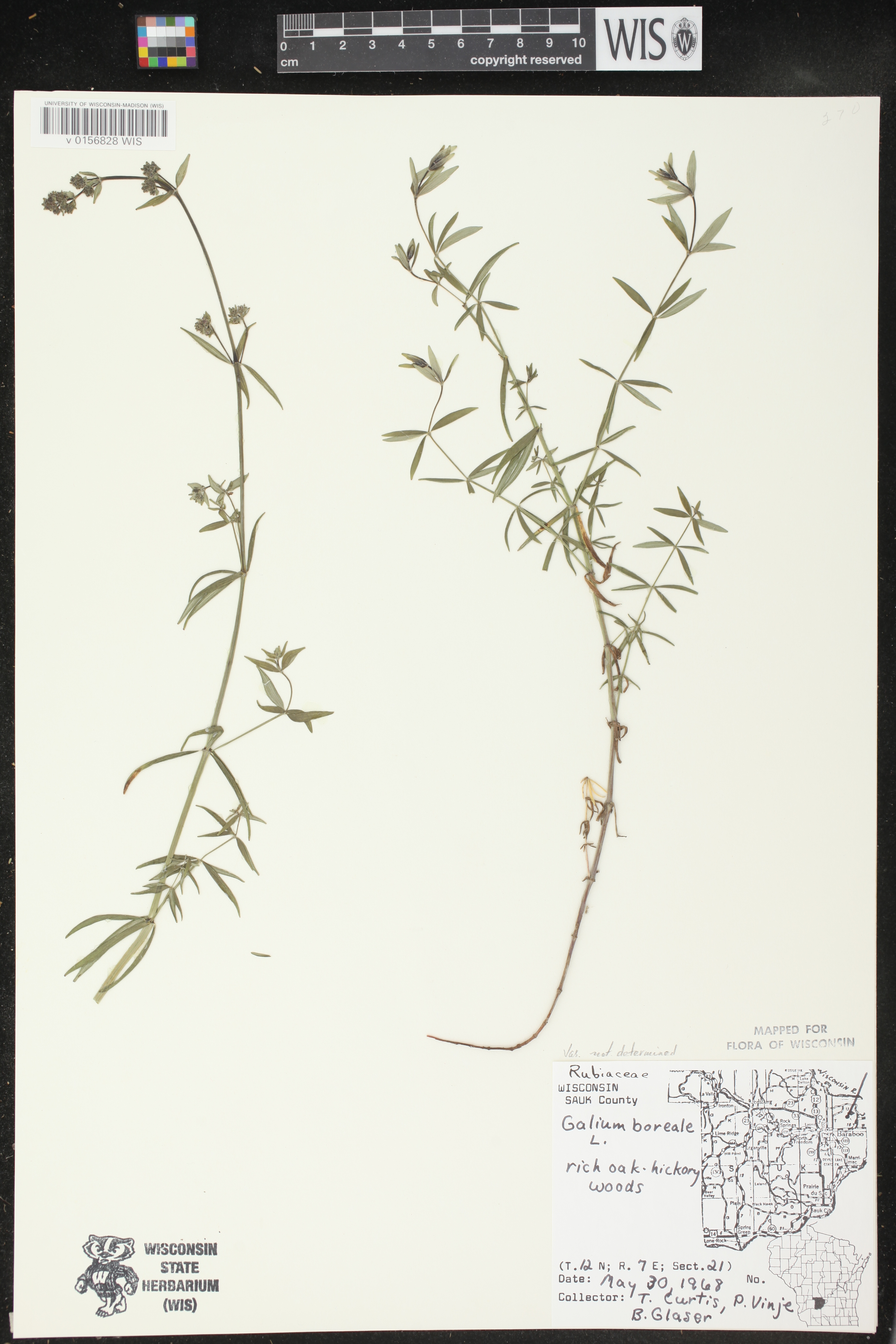 Galium boreale image