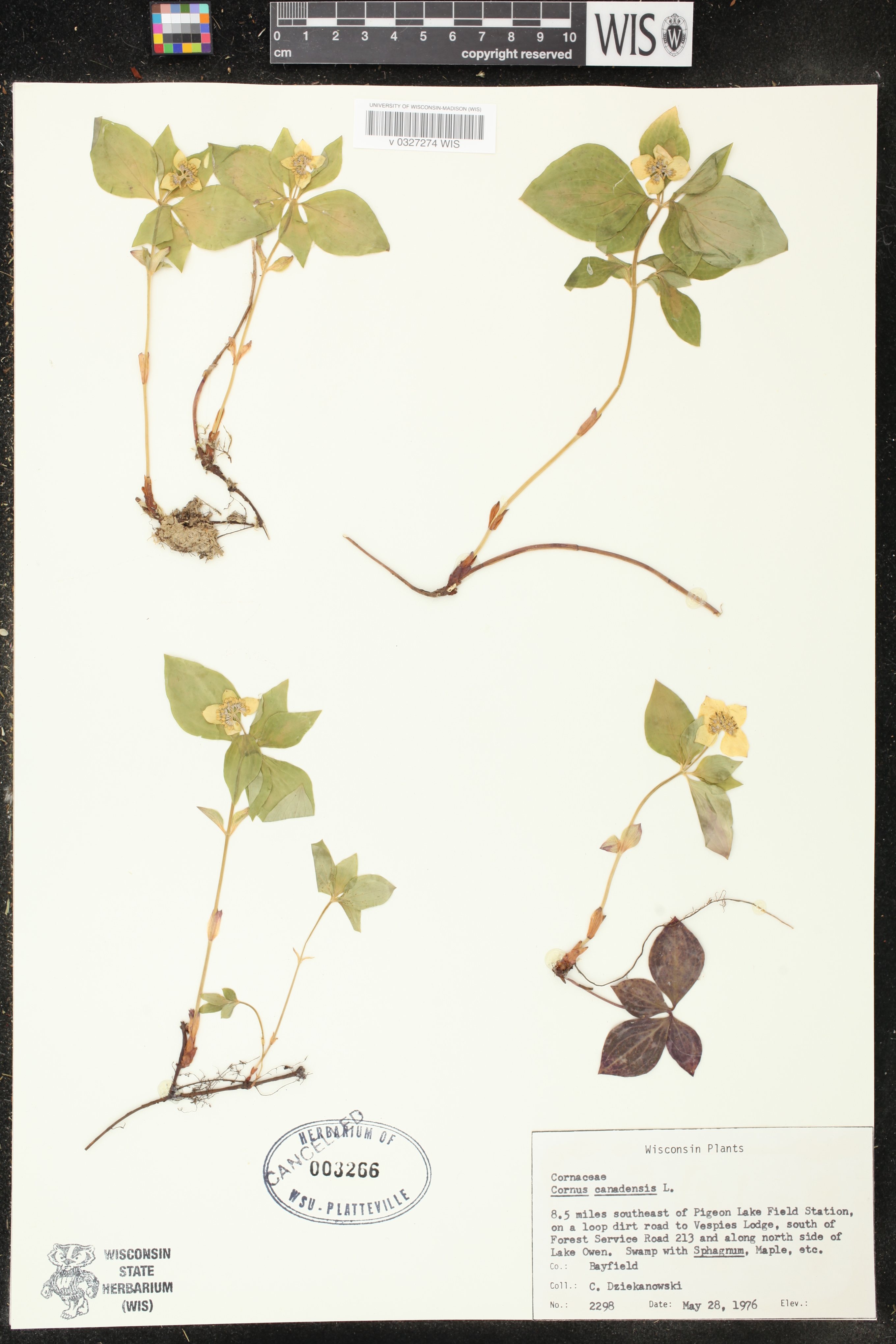 Cornus canadensis image