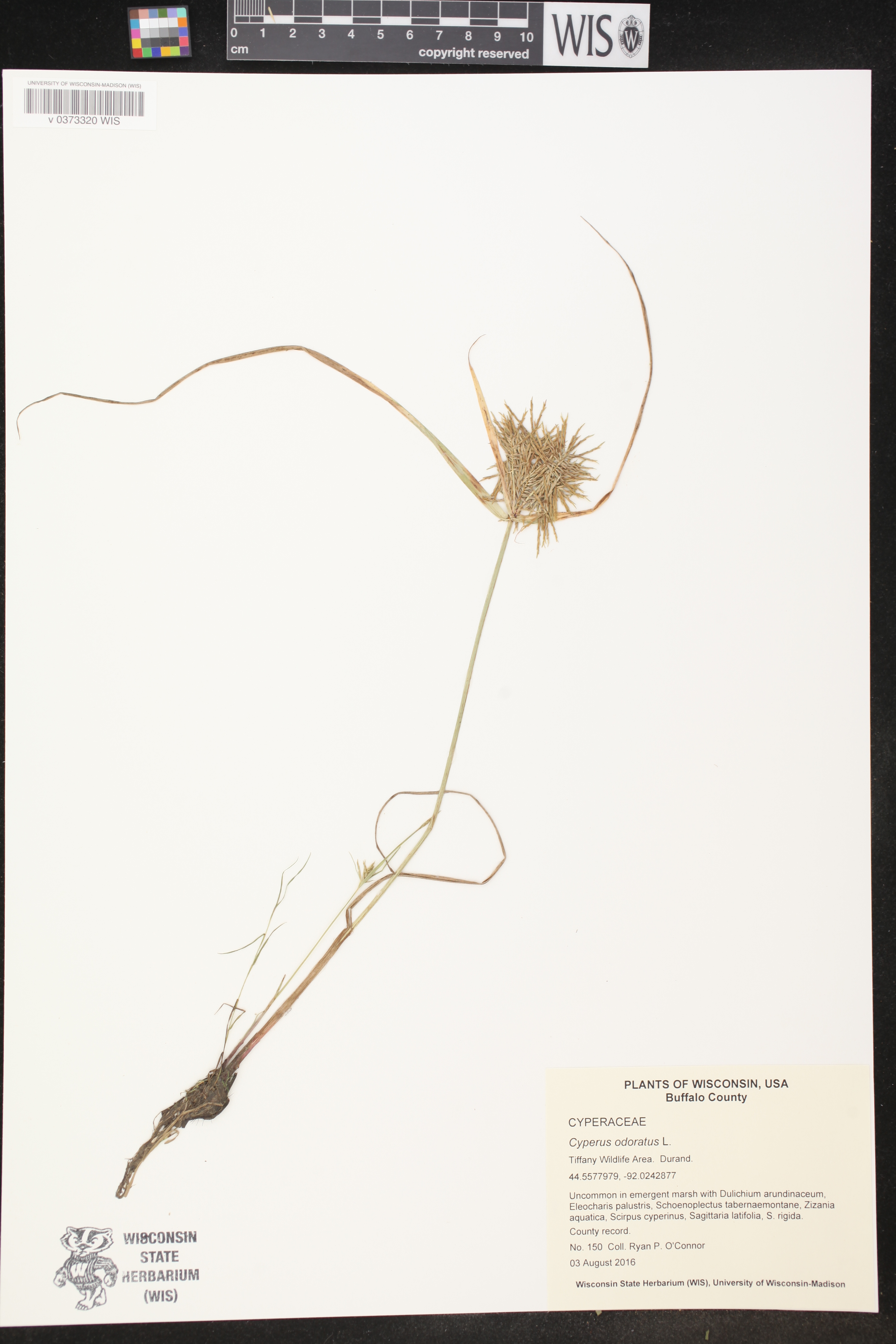 Cyperus odoratus image