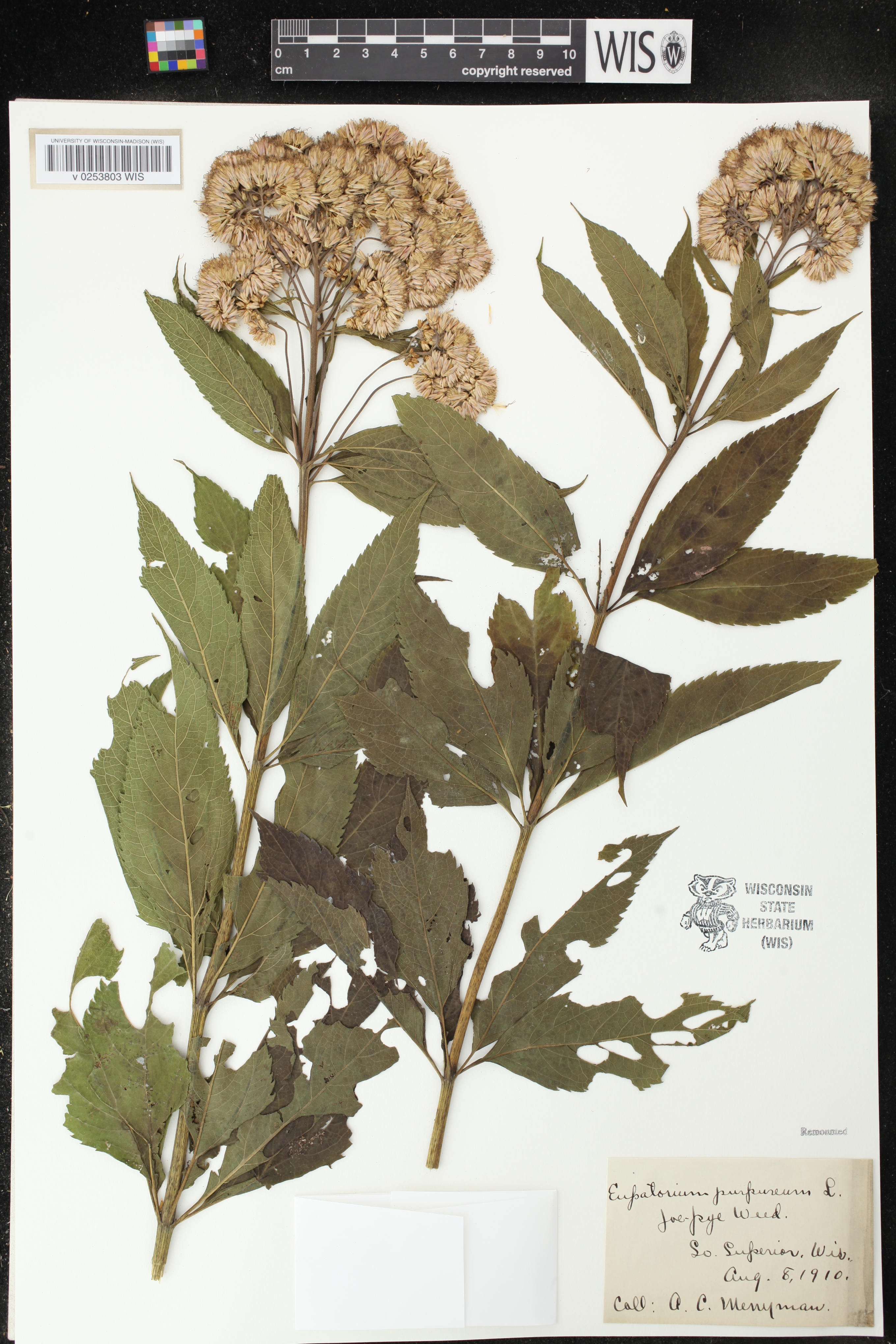 Eutrochium purpureum image