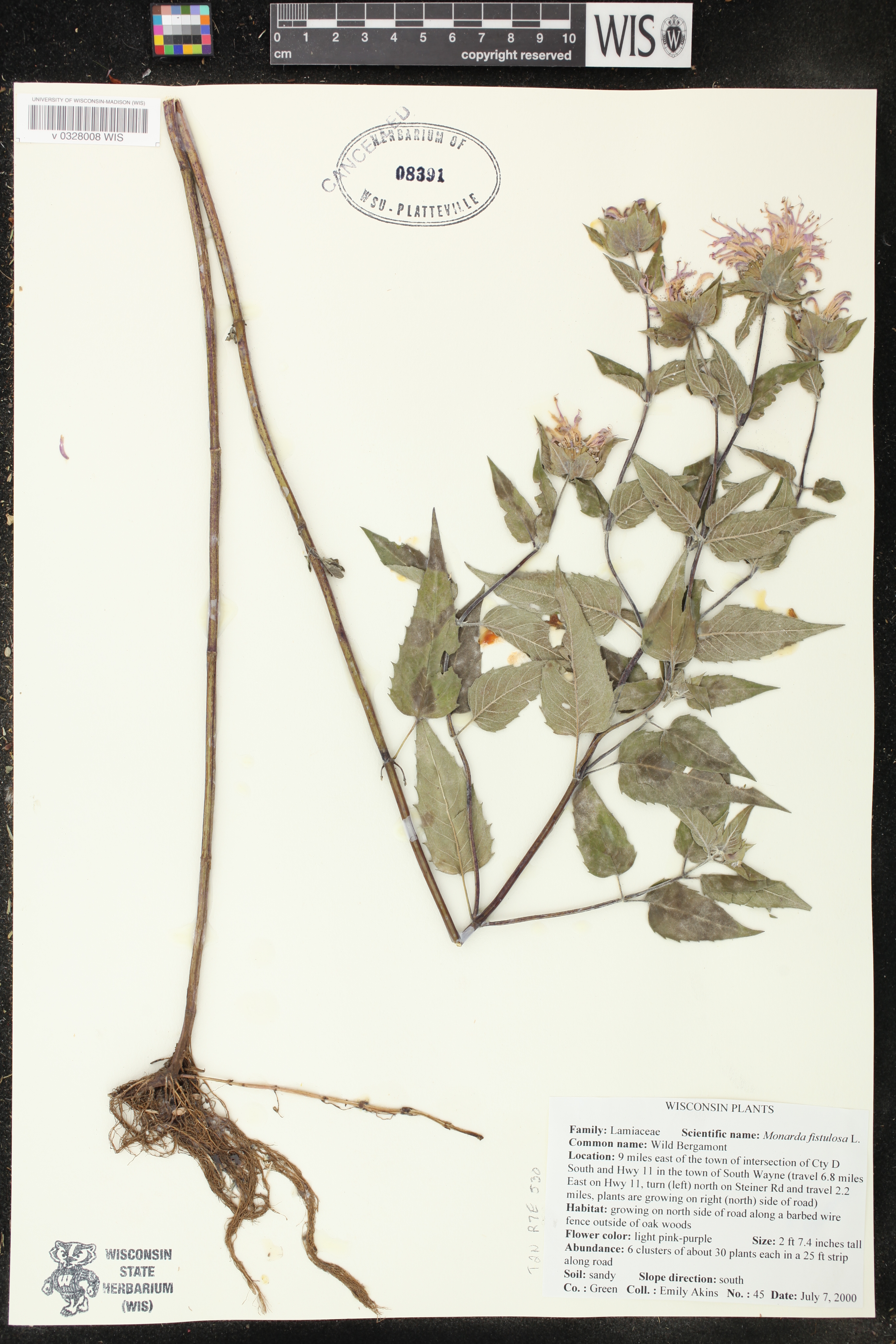 Monarda fistulosa image
