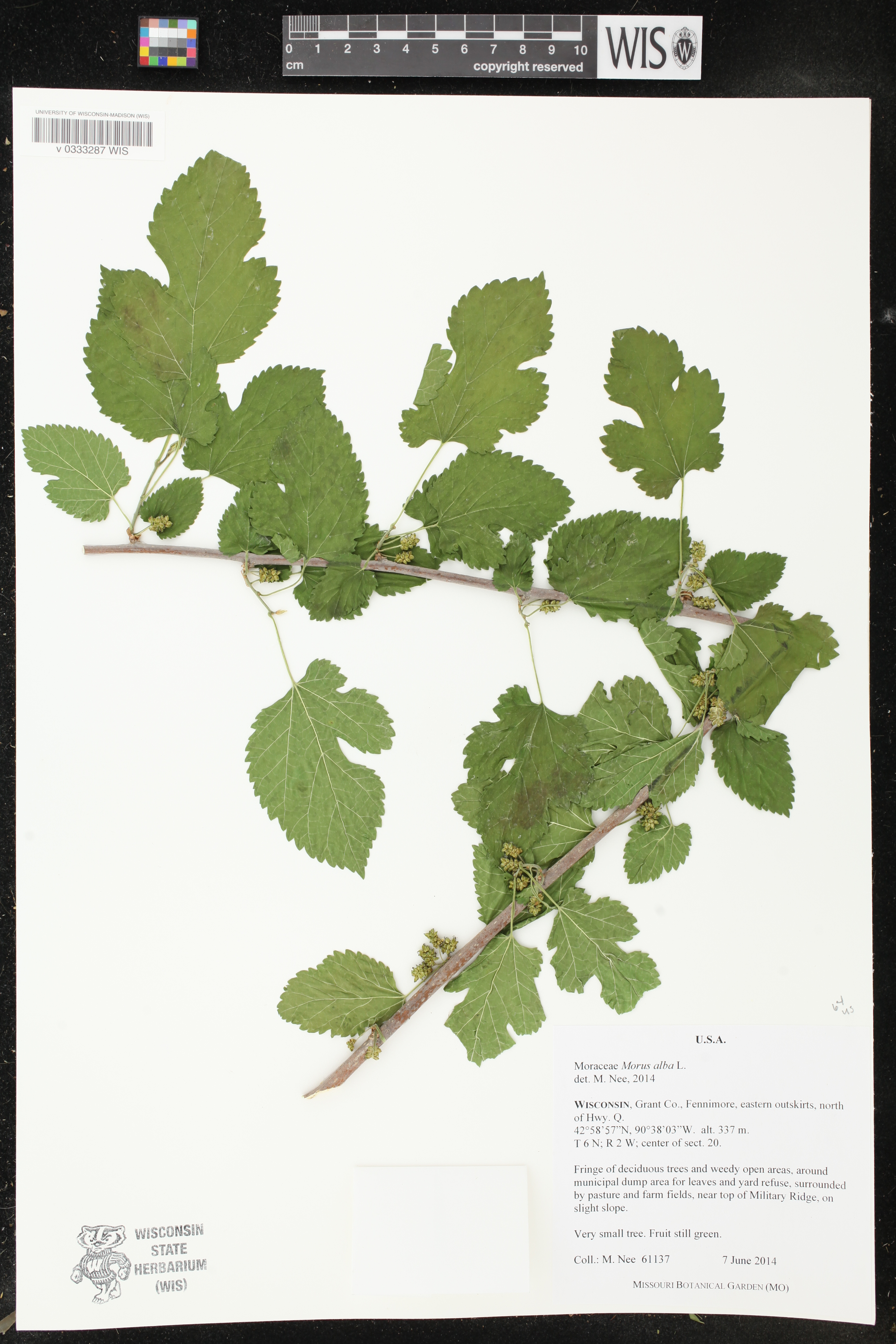 Morus alba image