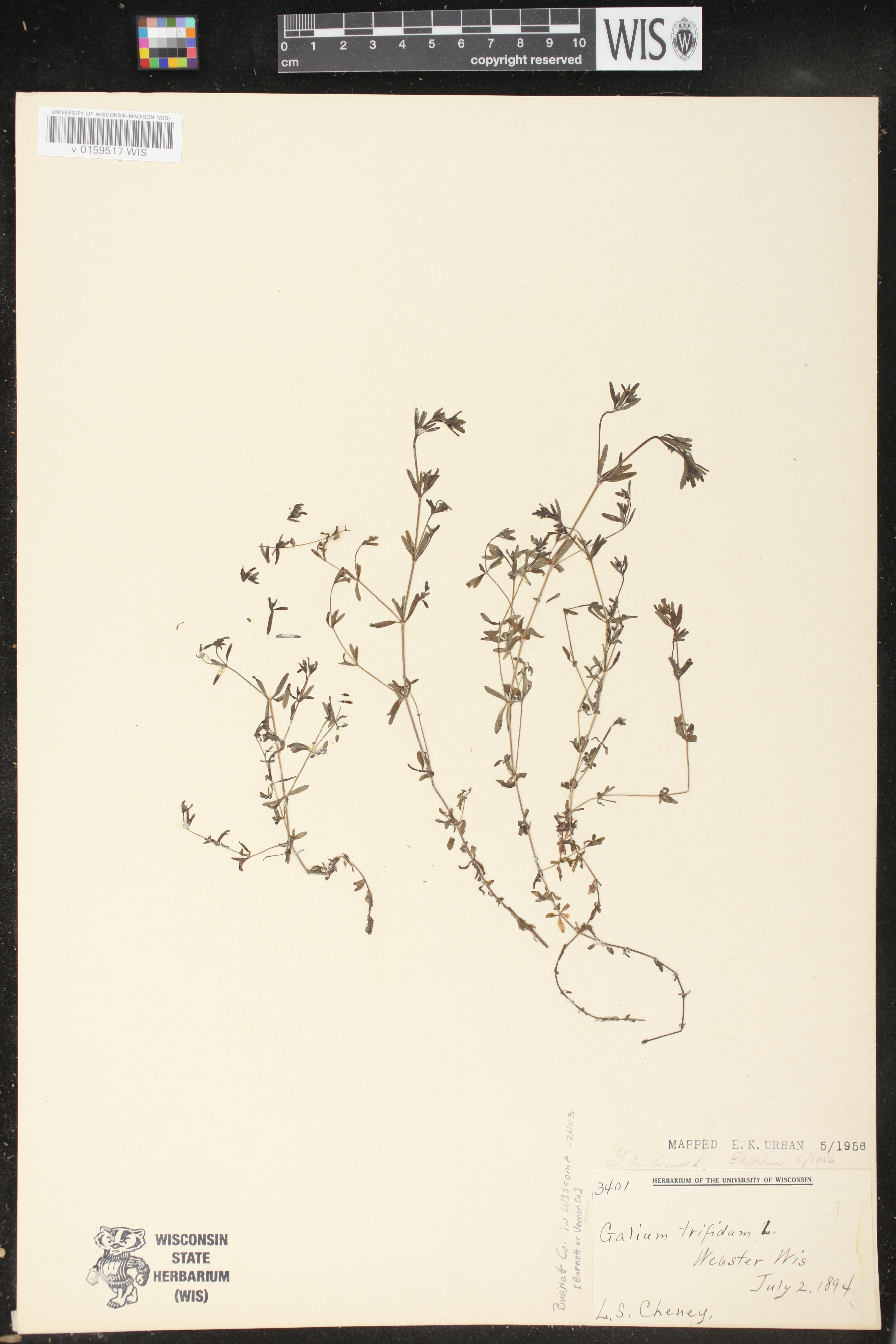 Galium tinctorium image