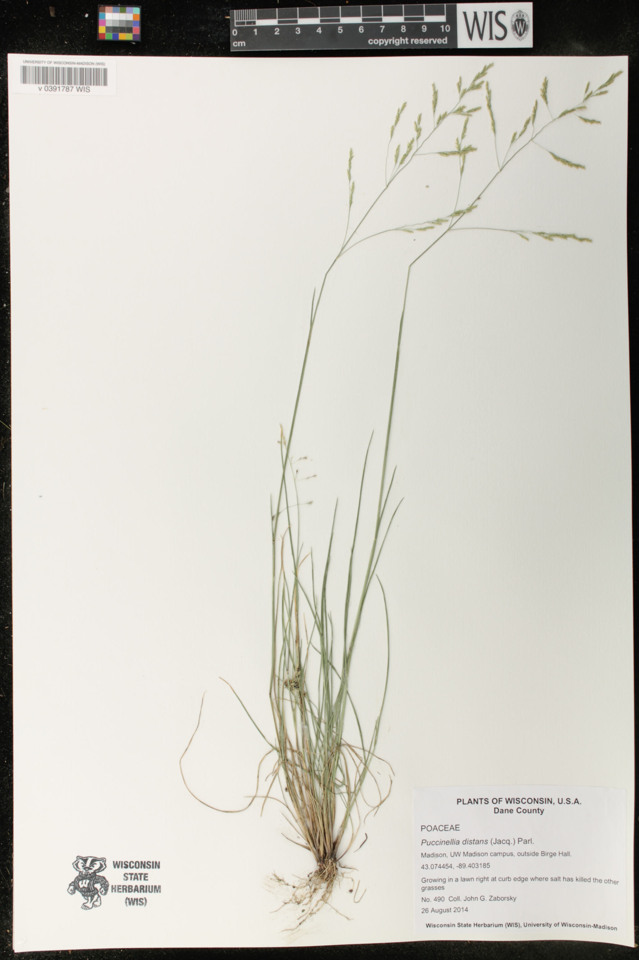 Puccinellia distans image