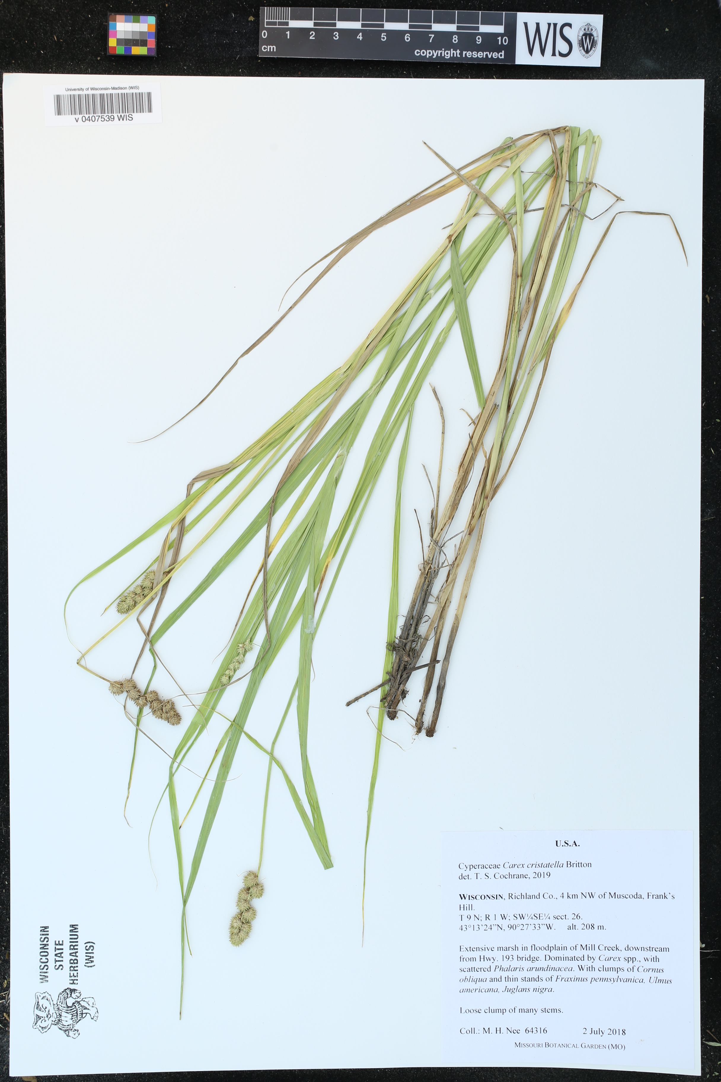 Carex cristatella image