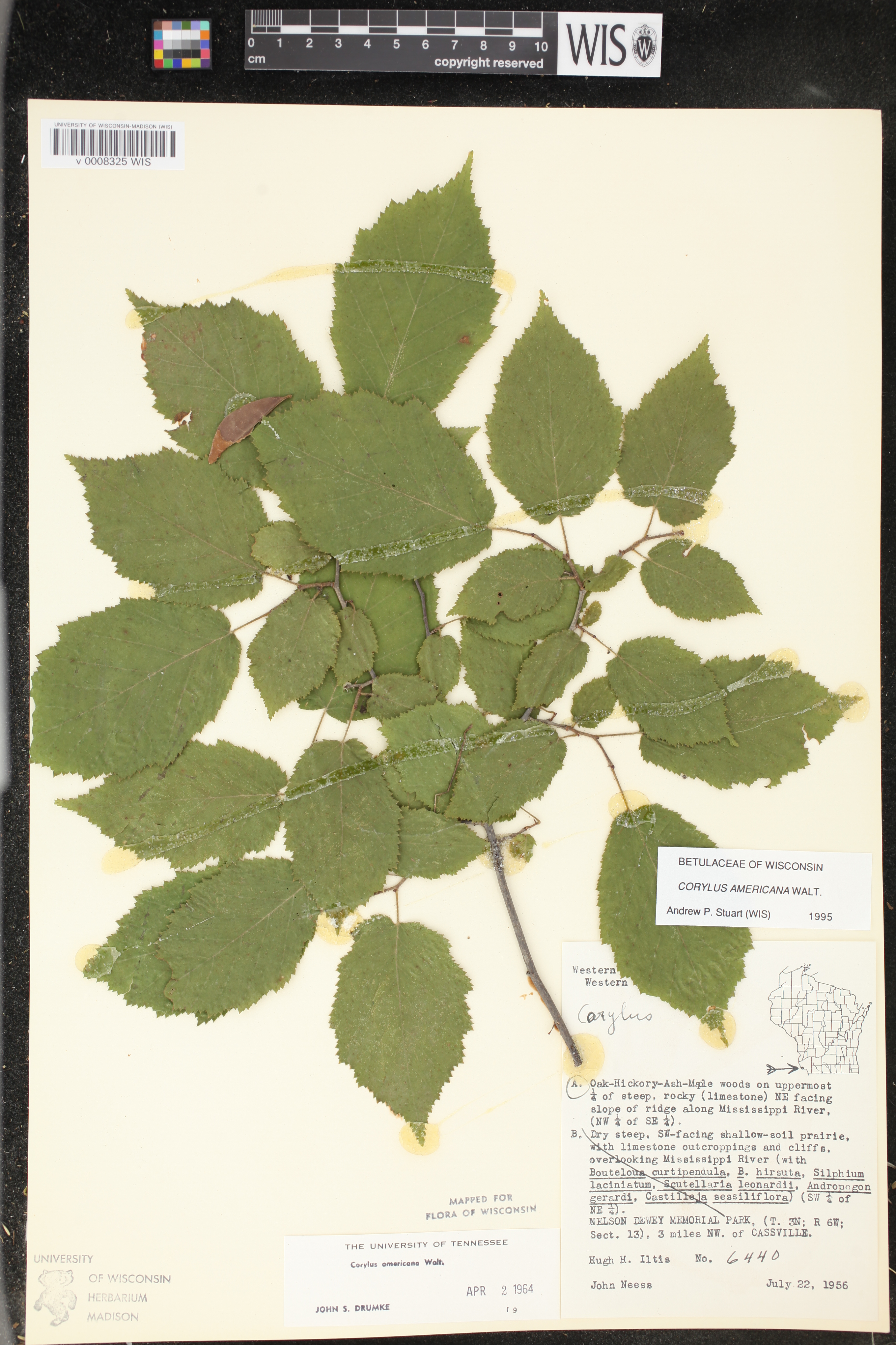 Corylus americana image