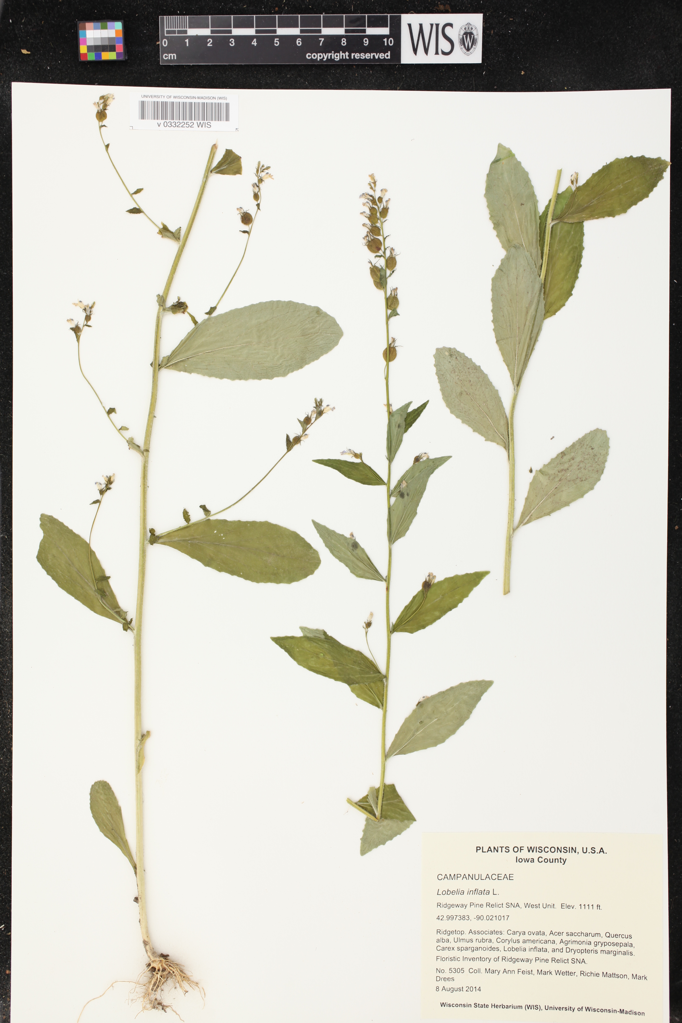 Lobelia inflata image