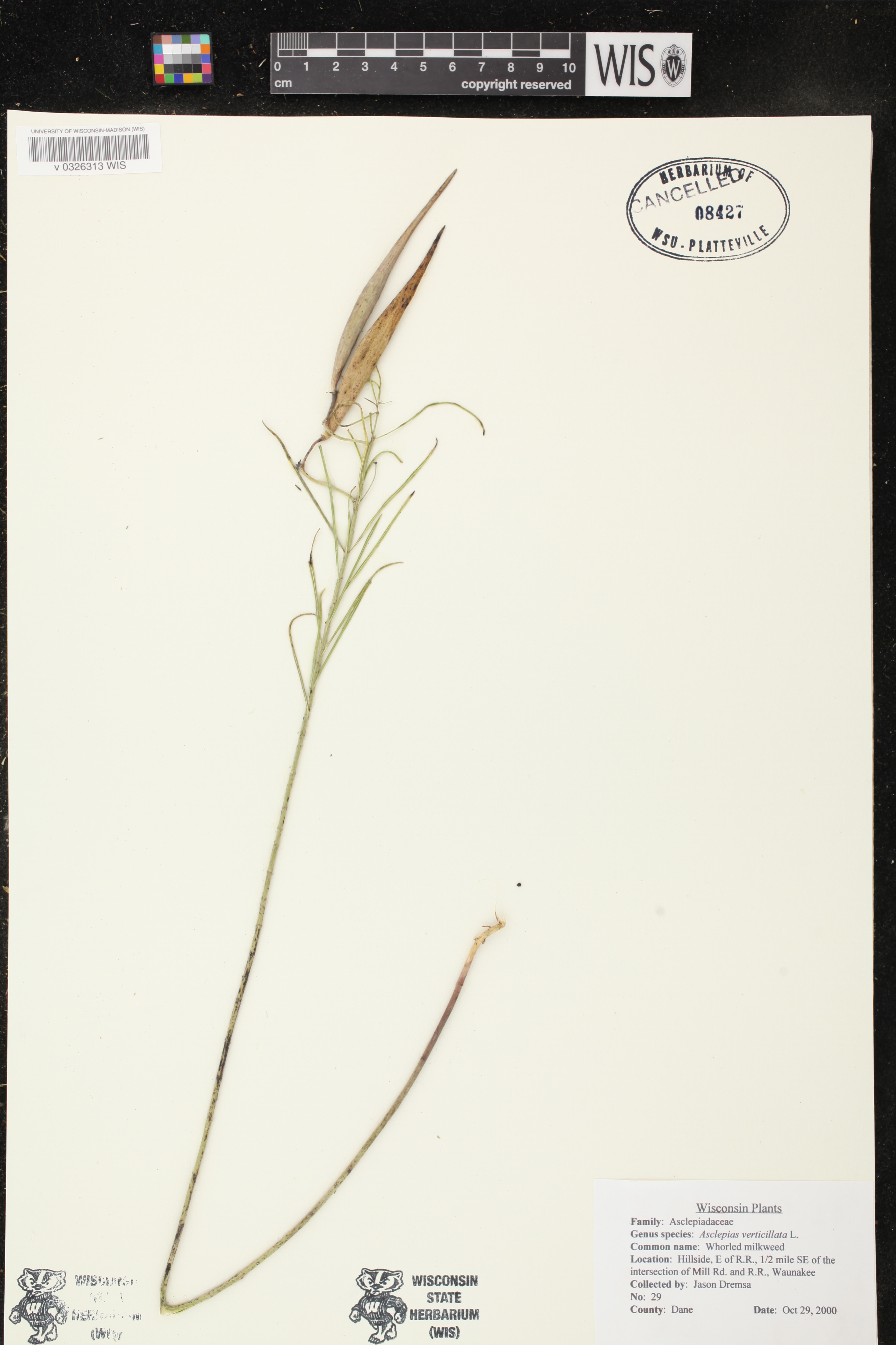 Asclepias verticillata image