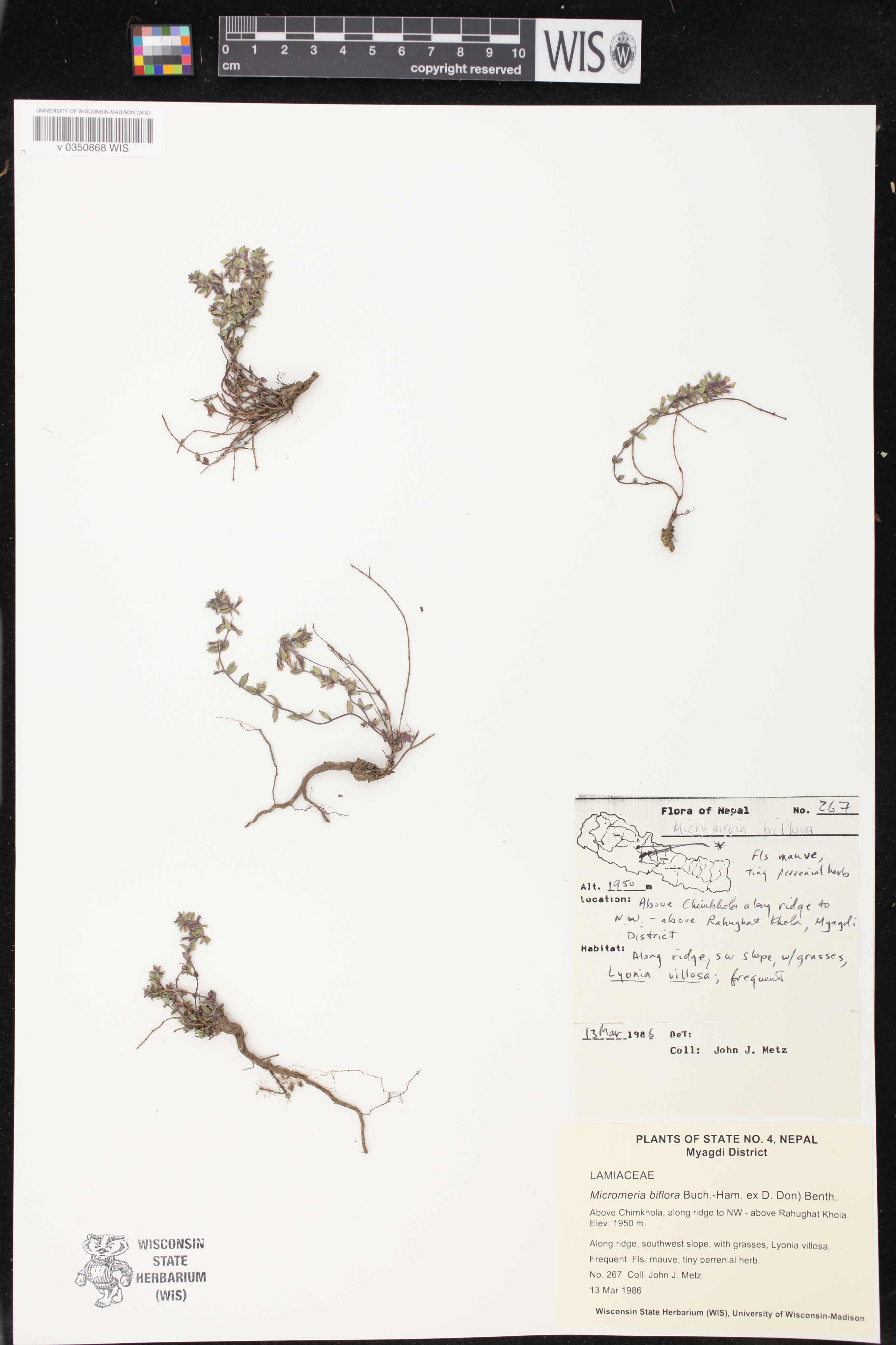 Micromeria biflora image